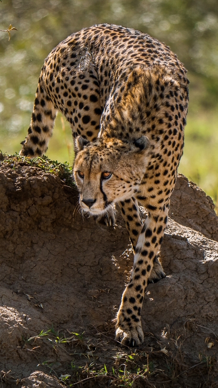 Handy-Wallpaper Tiere, Katzen, Gepard kostenlos herunterladen.