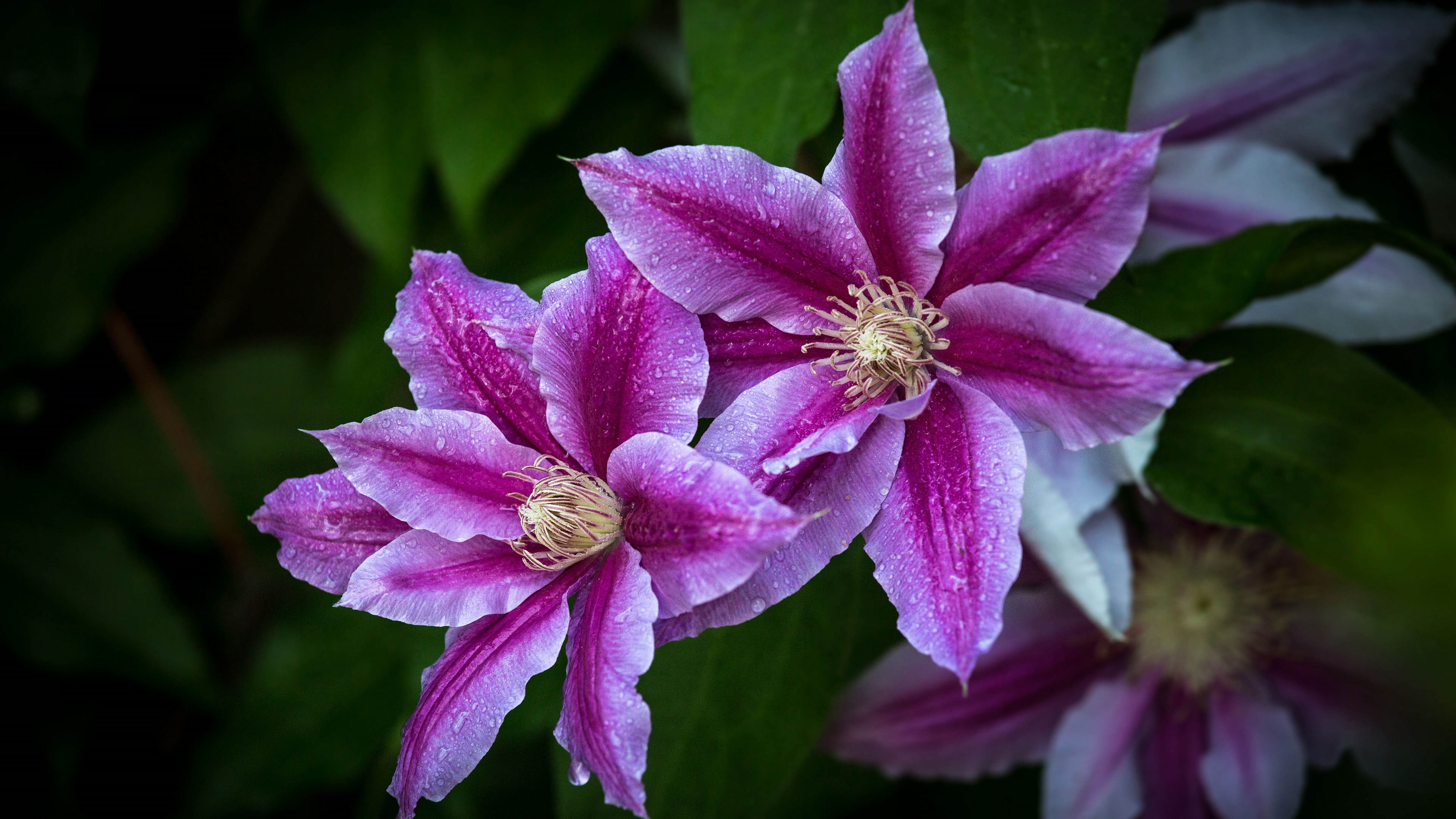 earth, clematis, flower, flowers