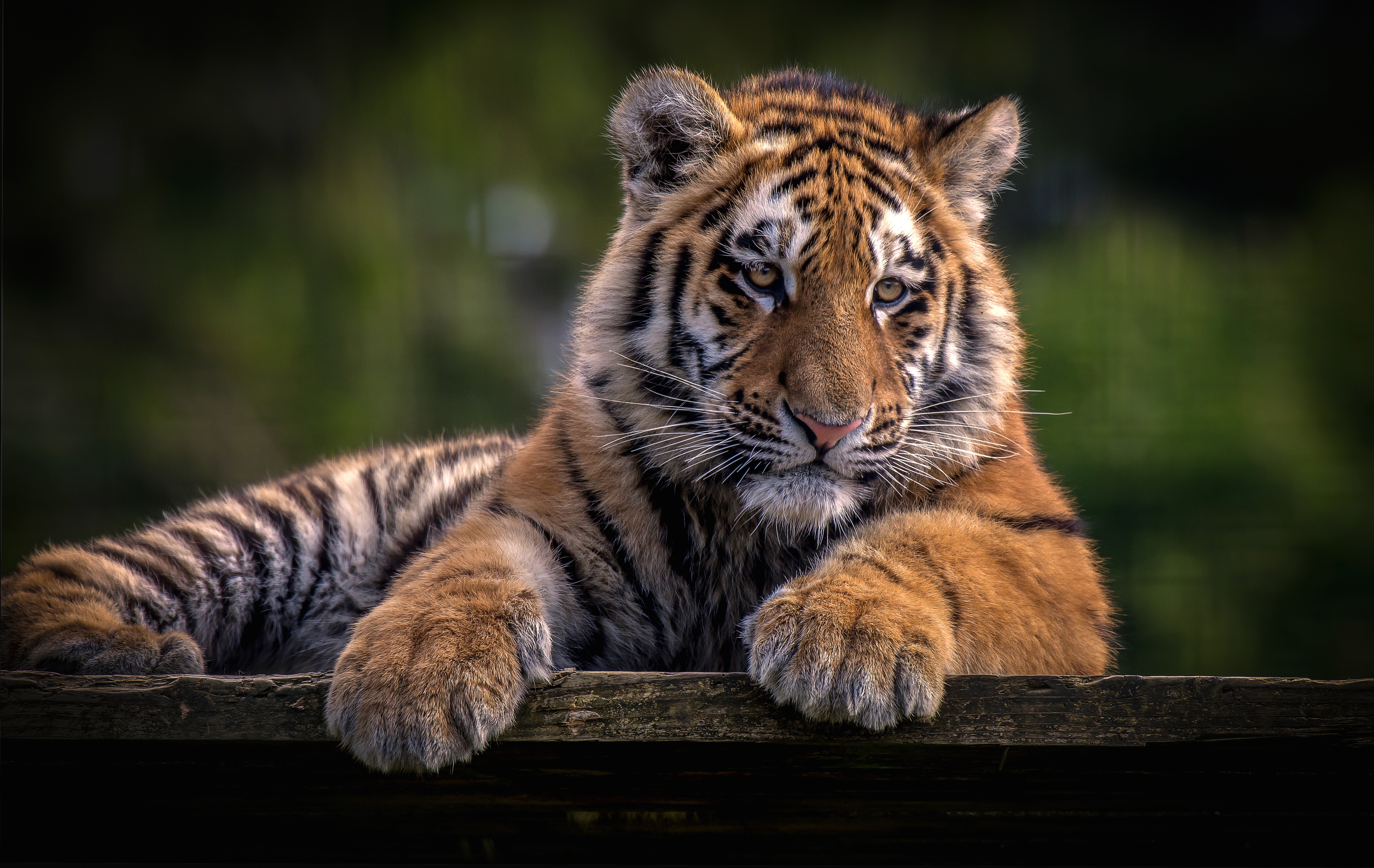 Laden Sie das Tiere, Katzen, Tiger, Tierbaby, Jungtier-Bild kostenlos auf Ihren PC-Desktop herunter
