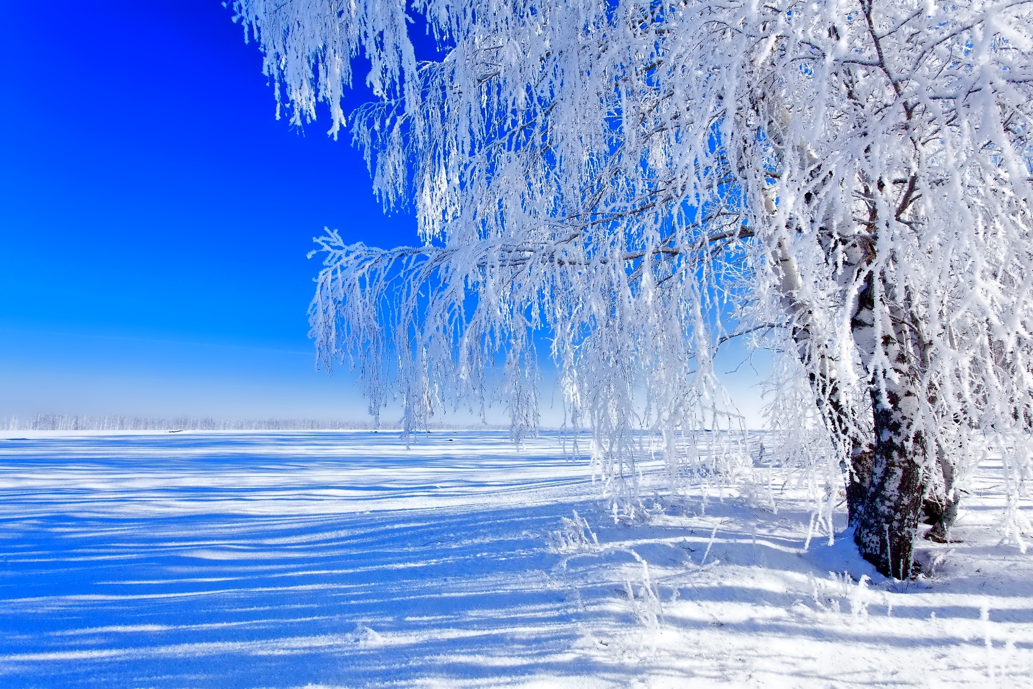 Download mobile wallpaper Winter, Snow, Tree, Earth for free.