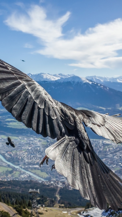 Download mobile wallpaper Landscape, Flight, Animal, Crow for free.