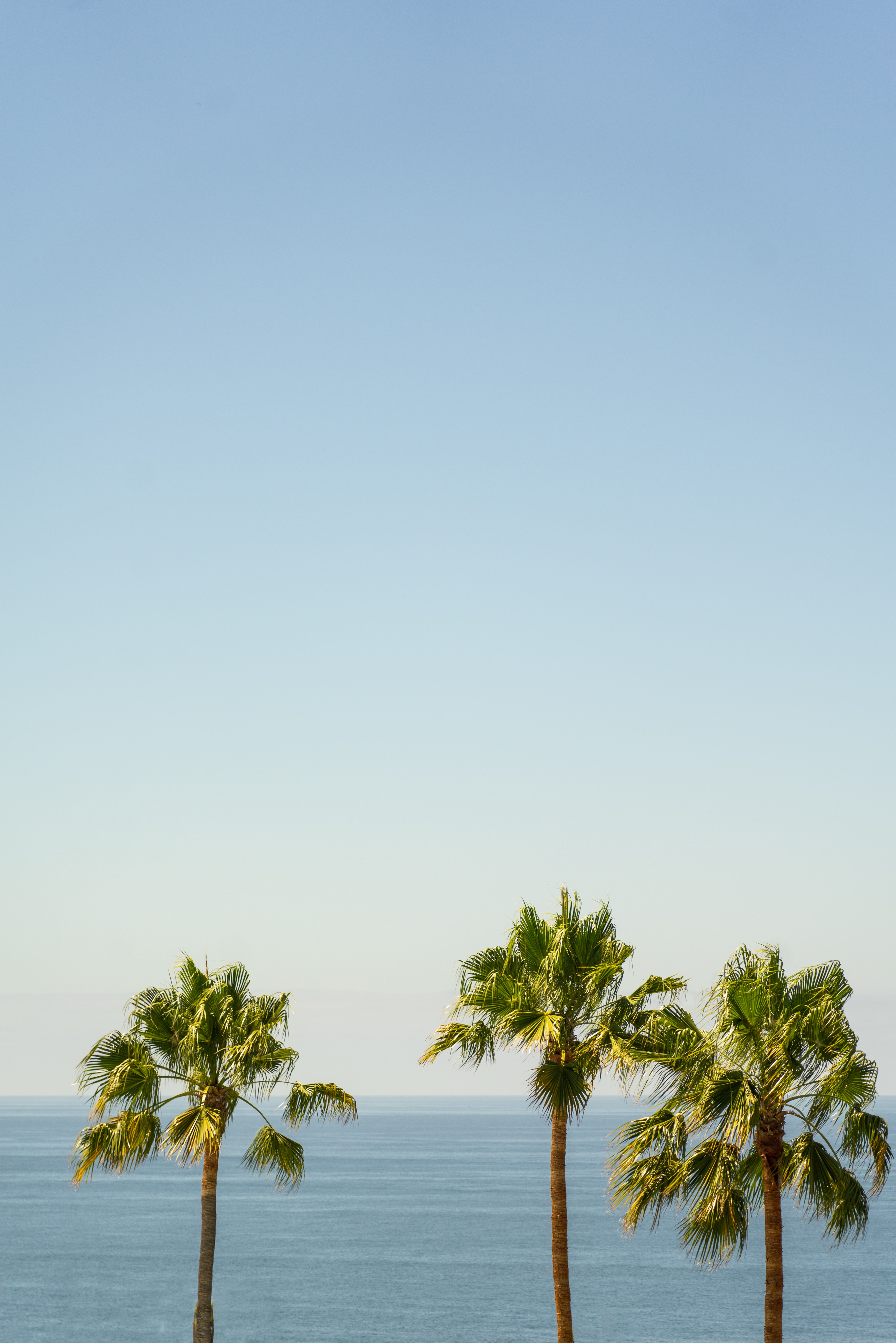 Download mobile wallpaper Sky, Nature, Horizon, Palms, Sea for free.