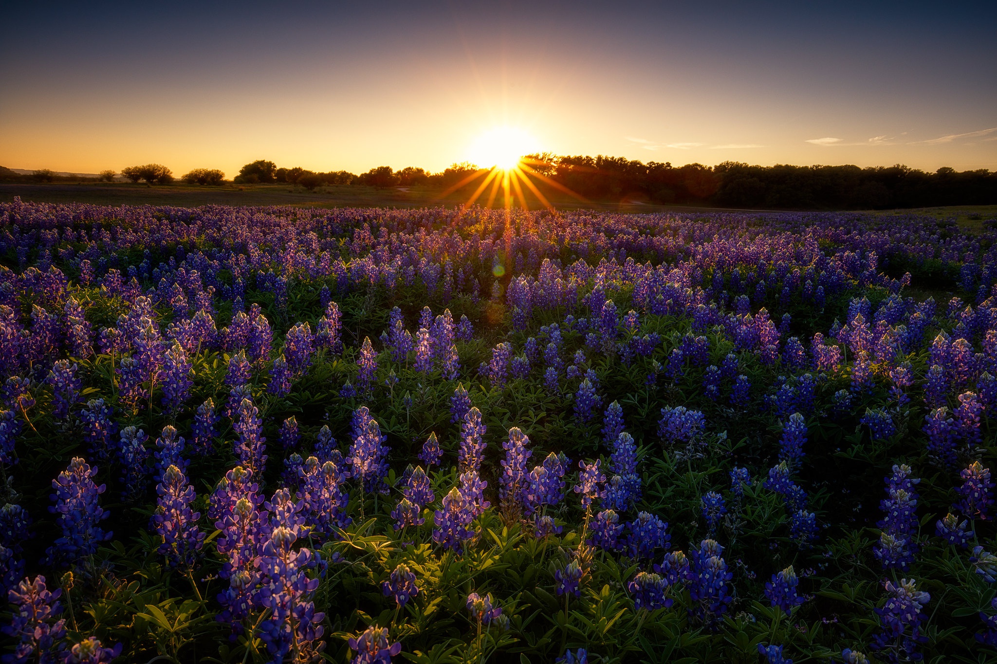 Download mobile wallpaper Sunset, Summer, Flower, Earth, Field, Lupine for free.