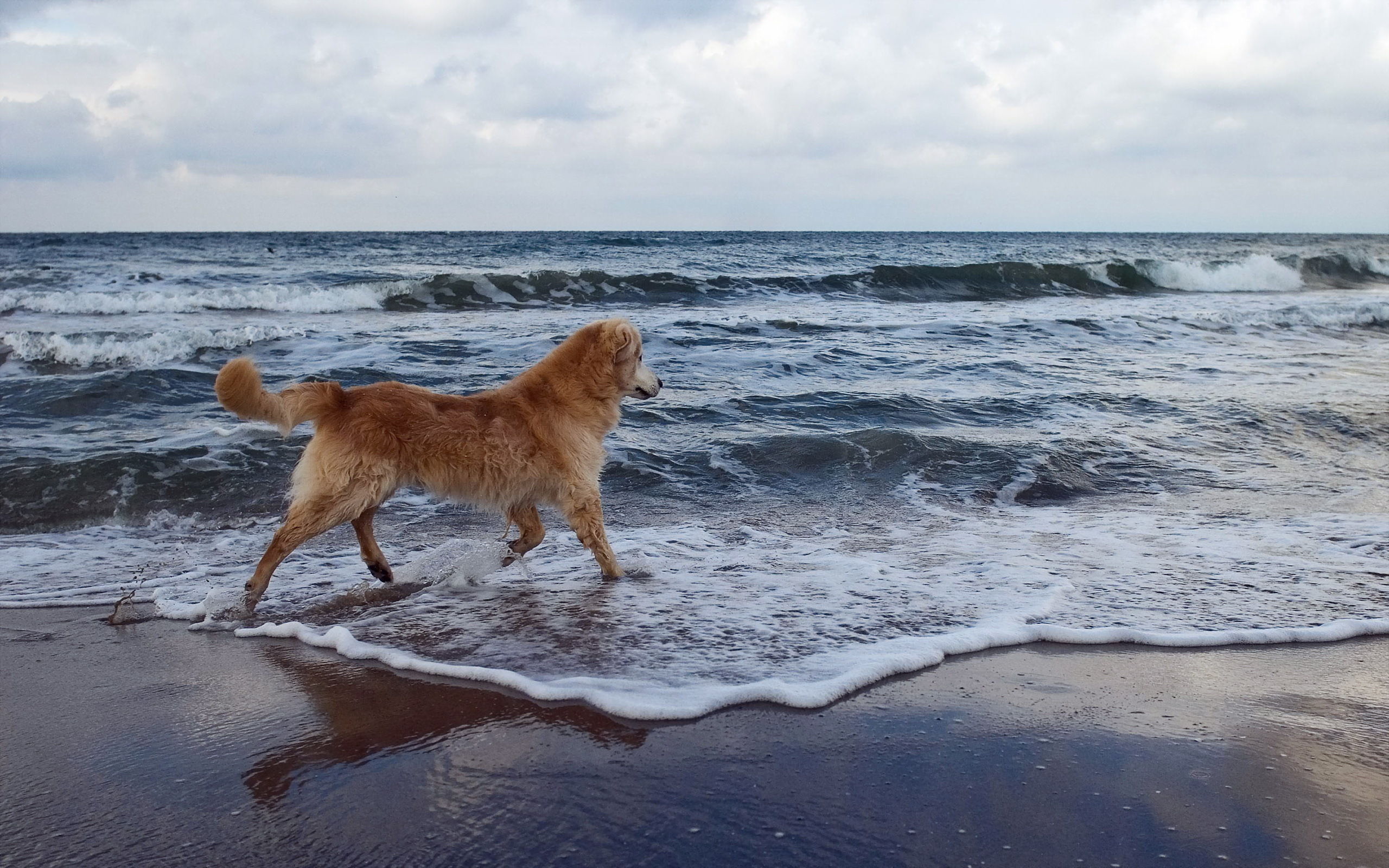 Скачать обои бесплатно Животные, Собаки, Море, Пляж, Песок, Собака, Океан, Волна картинка на рабочий стол ПК