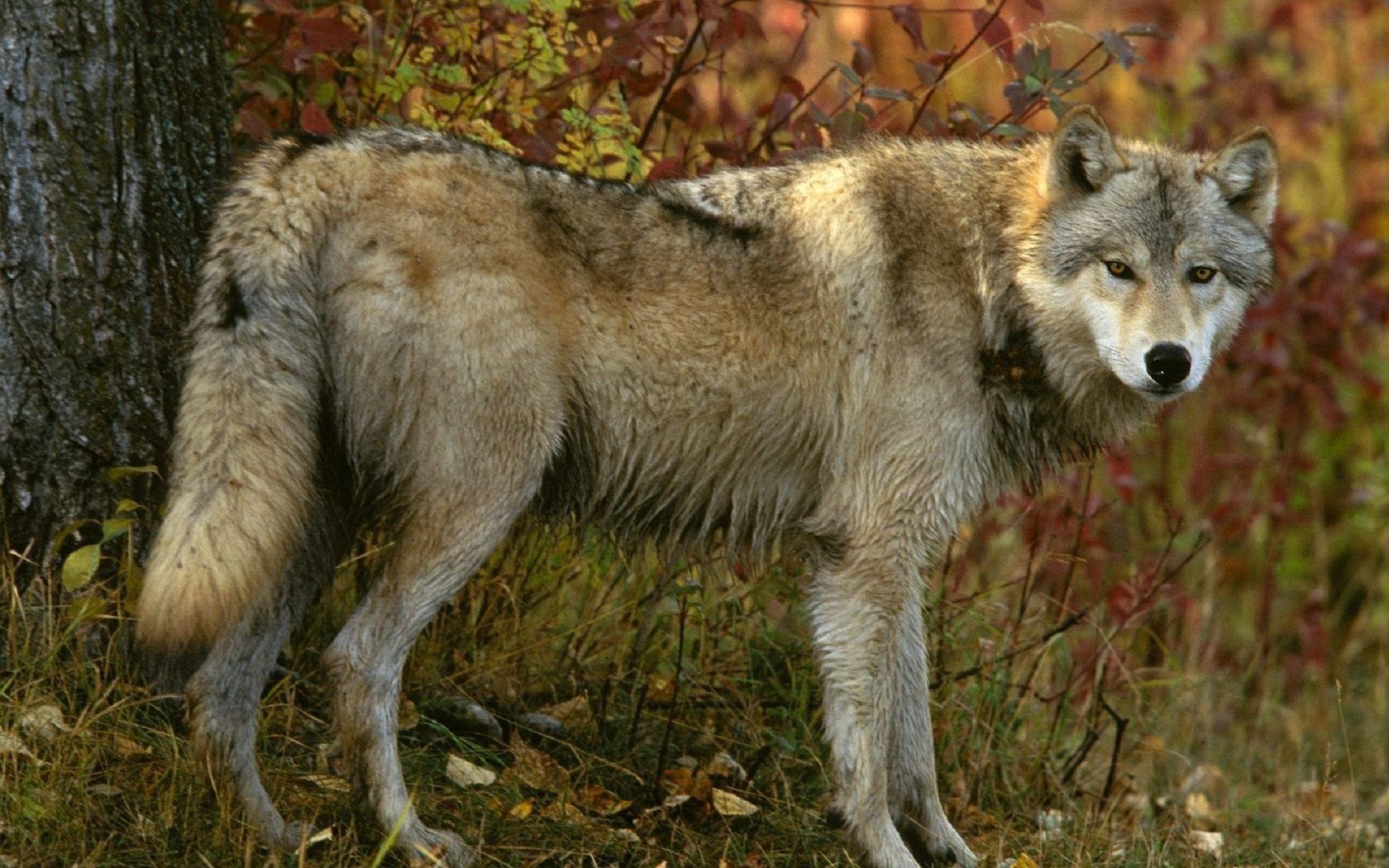 Download mobile wallpaper Grass, Wood, Tree, Predator, Animals, Wolf for free.