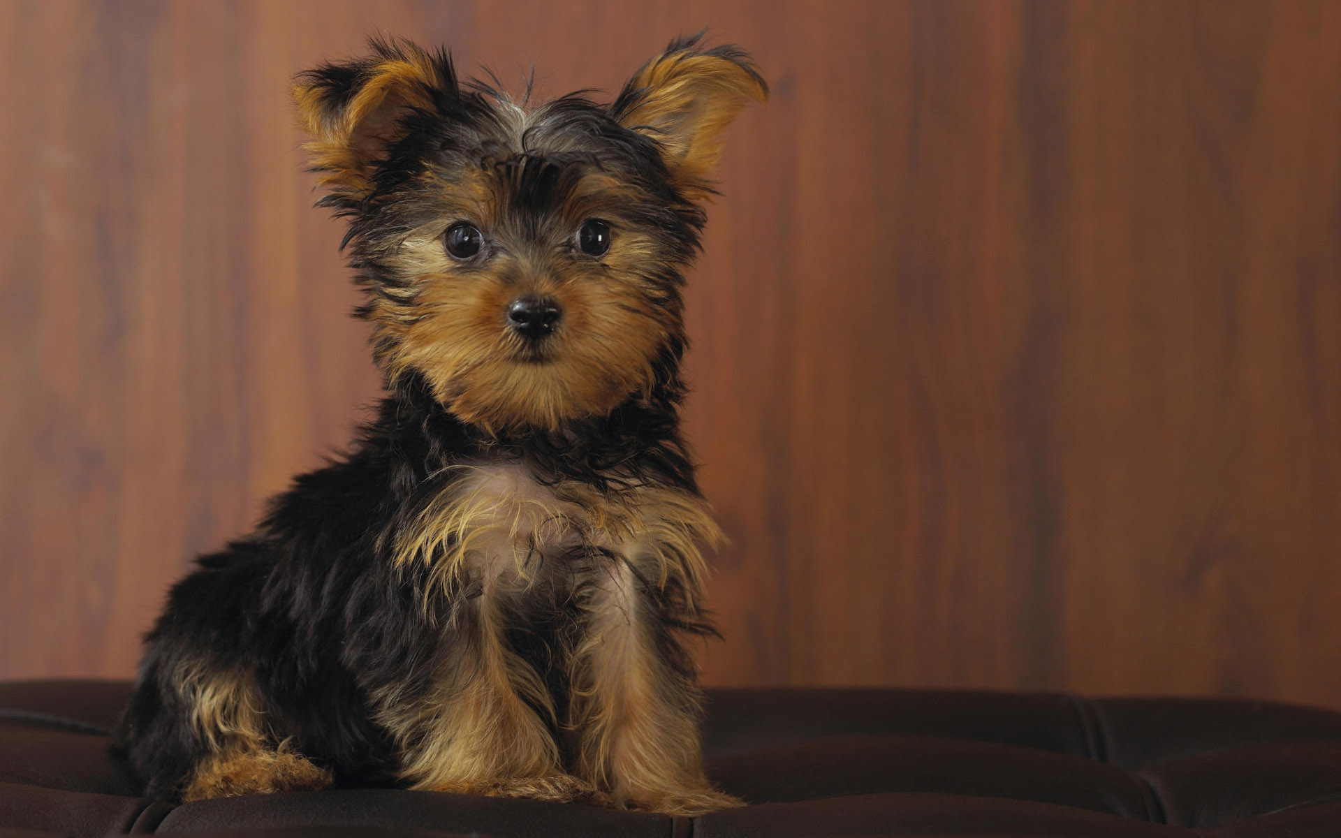 287487 Bild herunterladen tiere, yorkshire terrier, süß, hund, welpen, hunde - Hintergrundbilder und Bildschirmschoner kostenlos