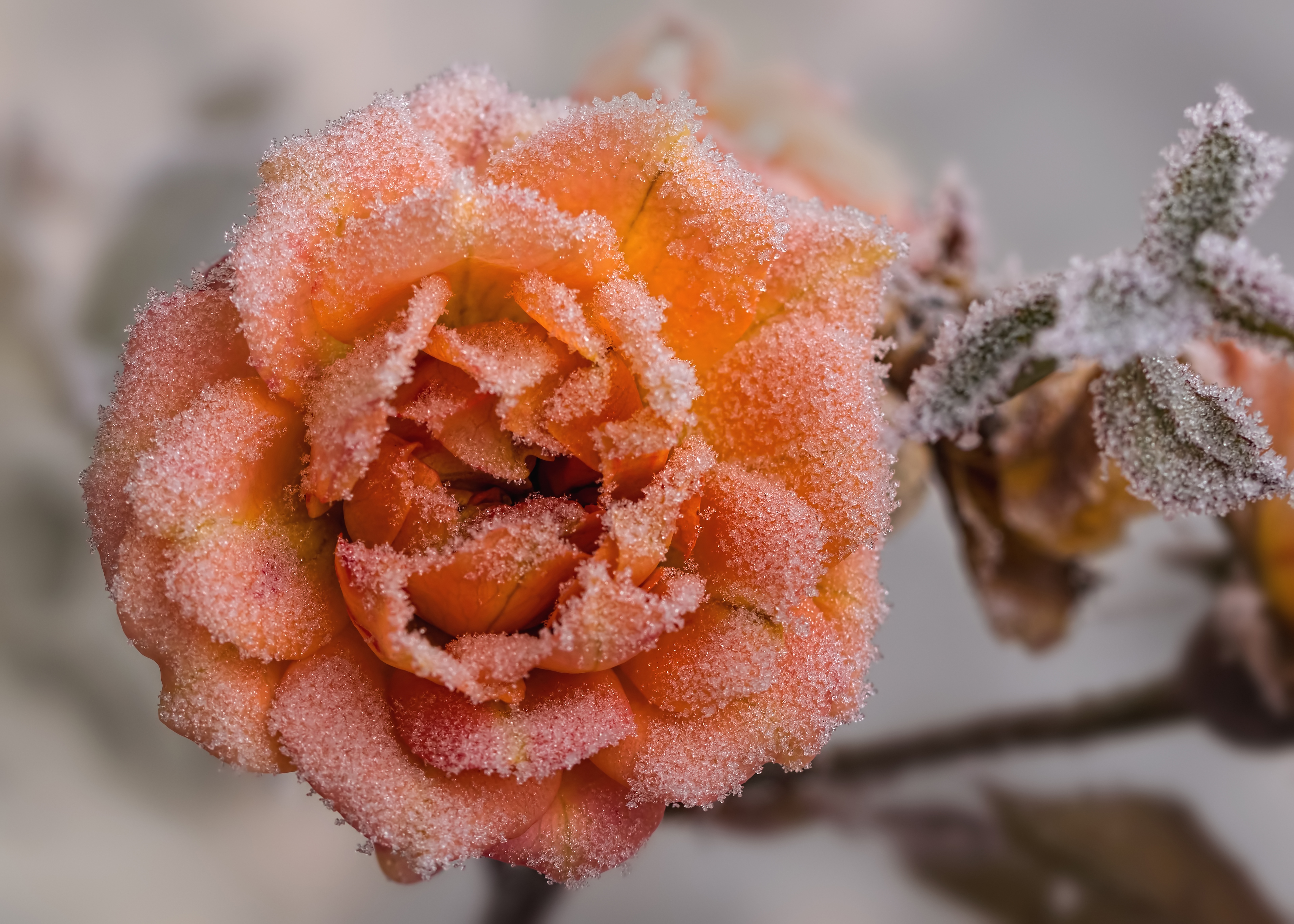 Free download wallpaper Nature, Flowers, Flower, Rose, Earth, Frost, Peach Flower on your PC desktop