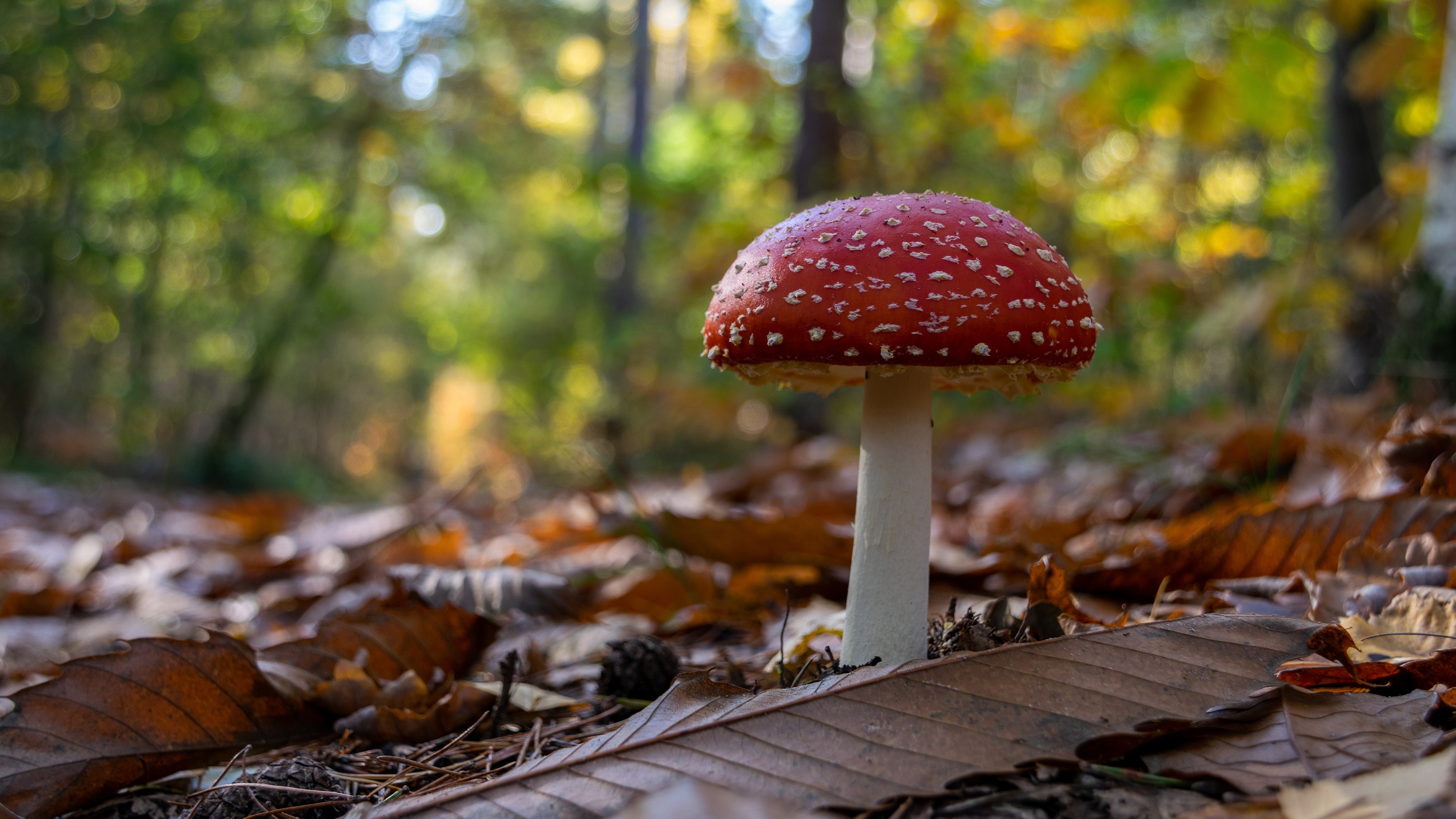 Download mobile wallpaper Nature, Close Up, Earth, Mushroom for free.