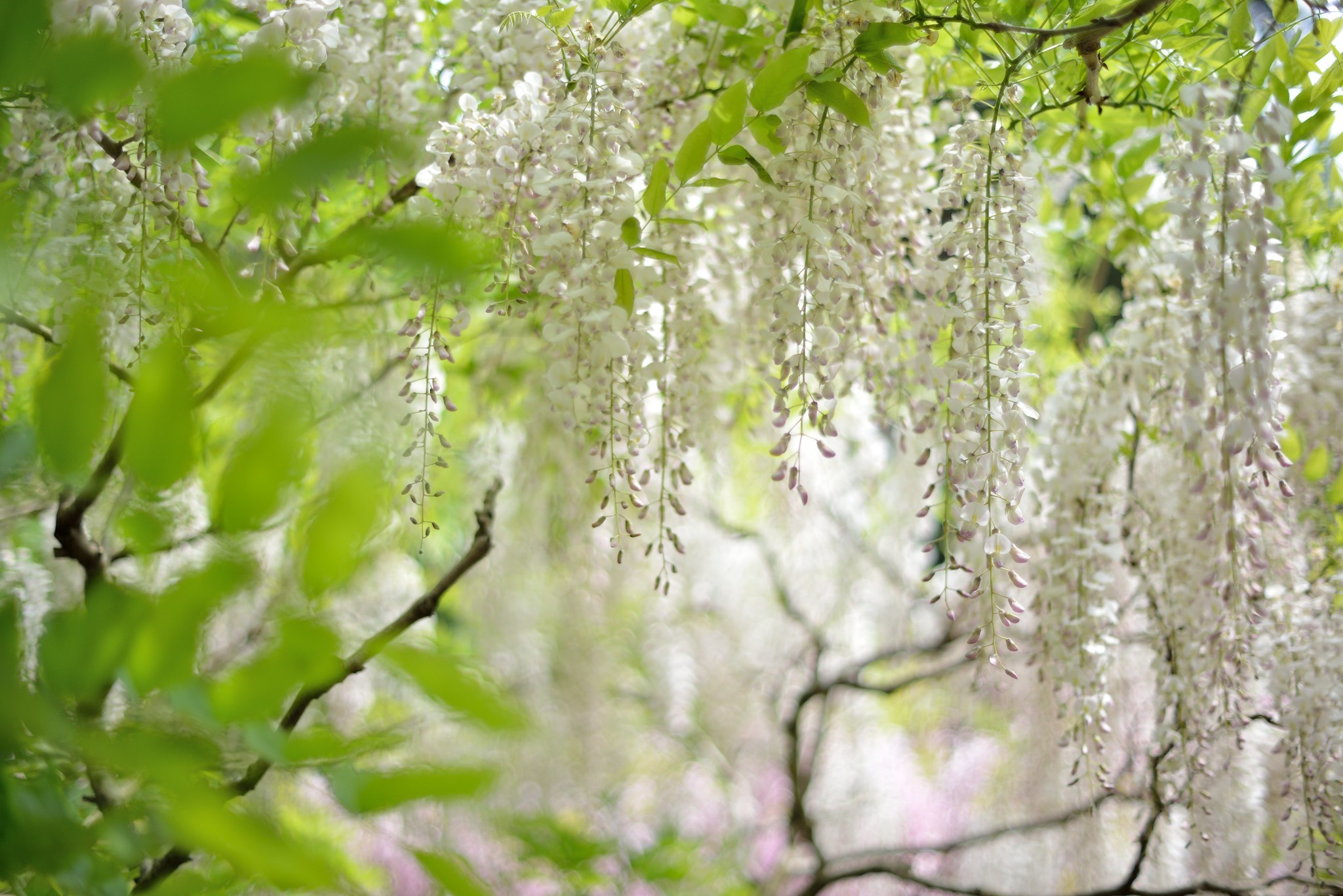 Free download wallpaper Flowers, Earth, Wisteria on your PC desktop