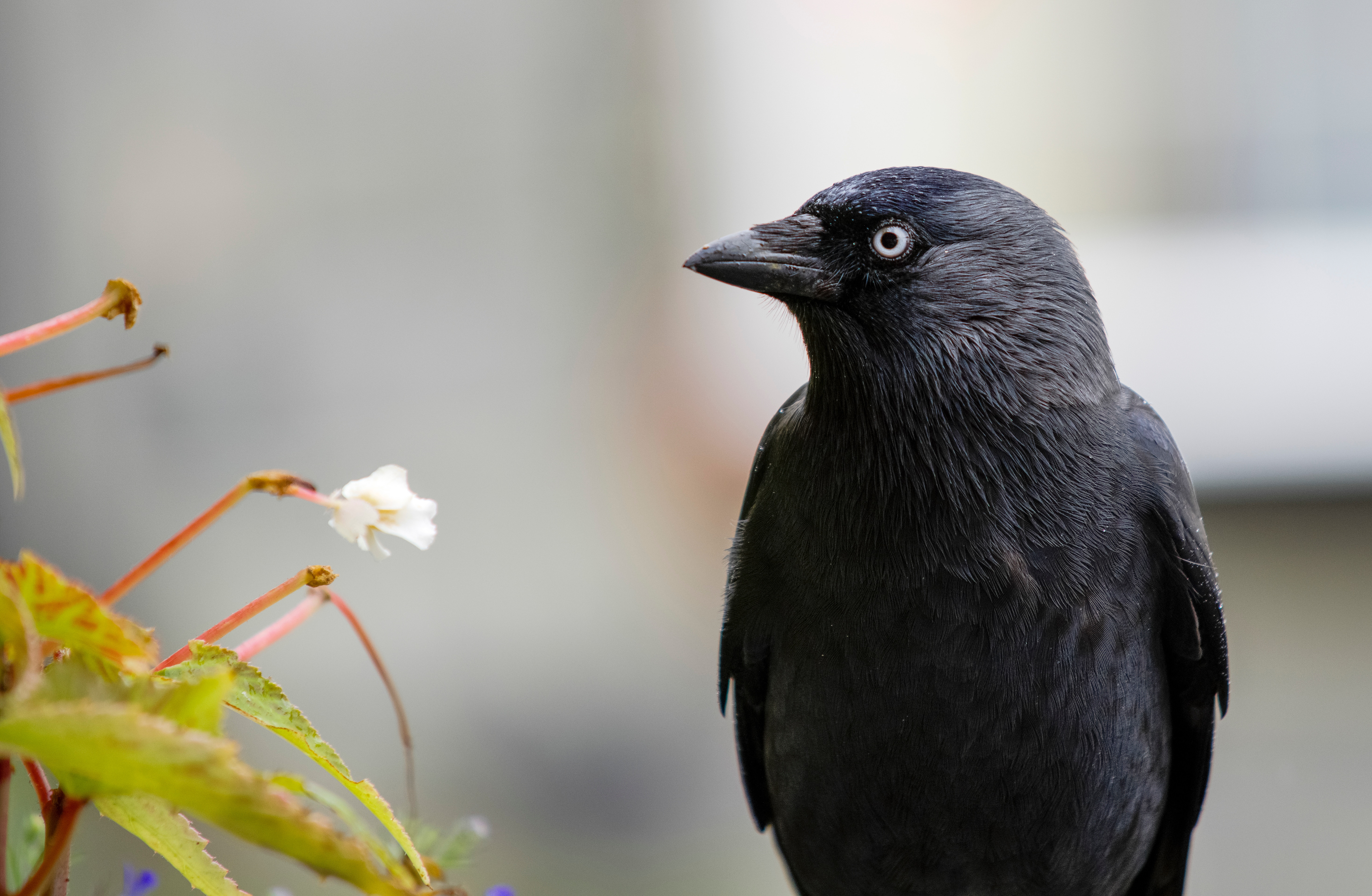raven, animals, black, bird Phone Background