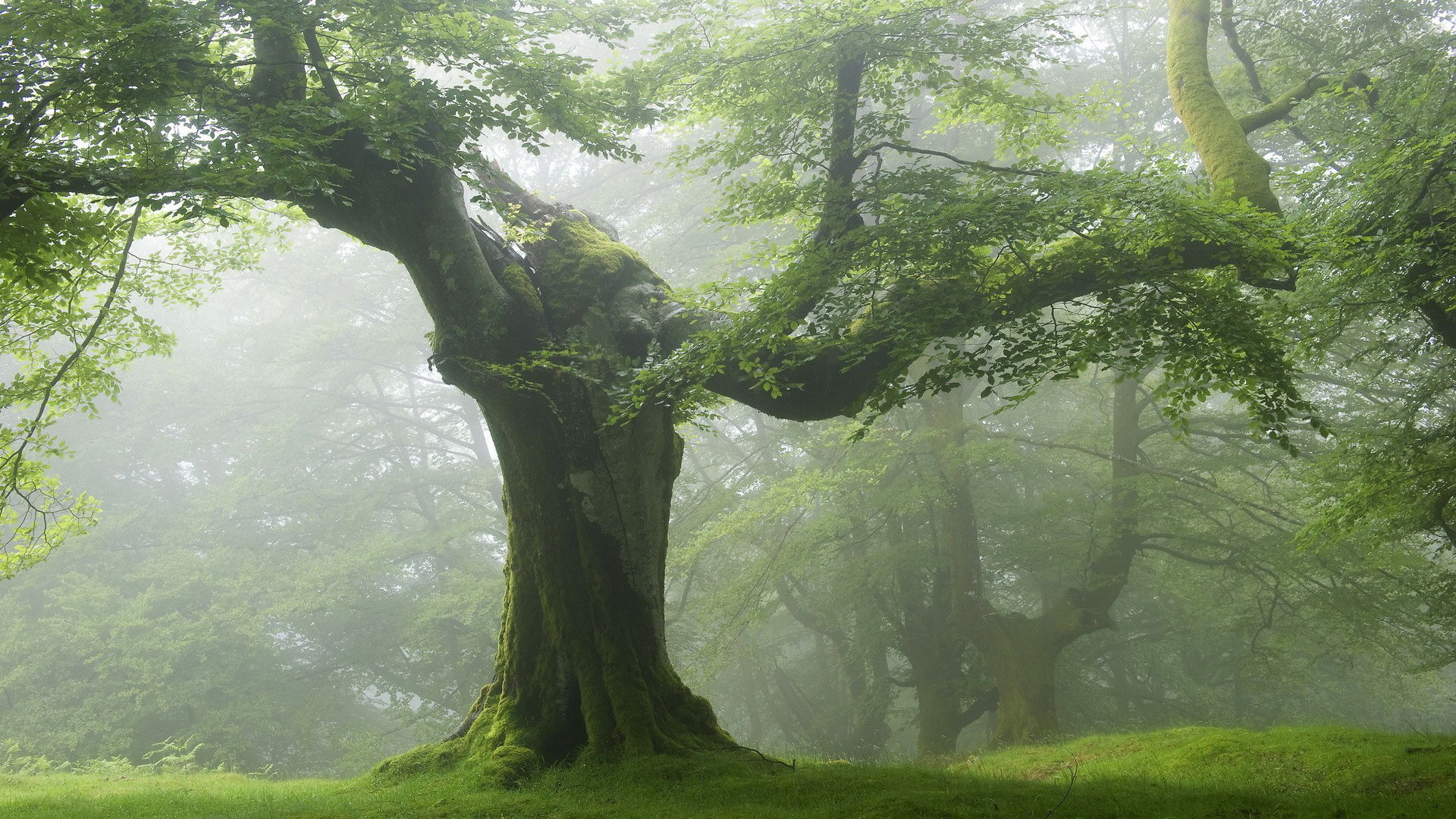 Téléchargez des papiers peints mobile Arbre, Terre/nature gratuitement.