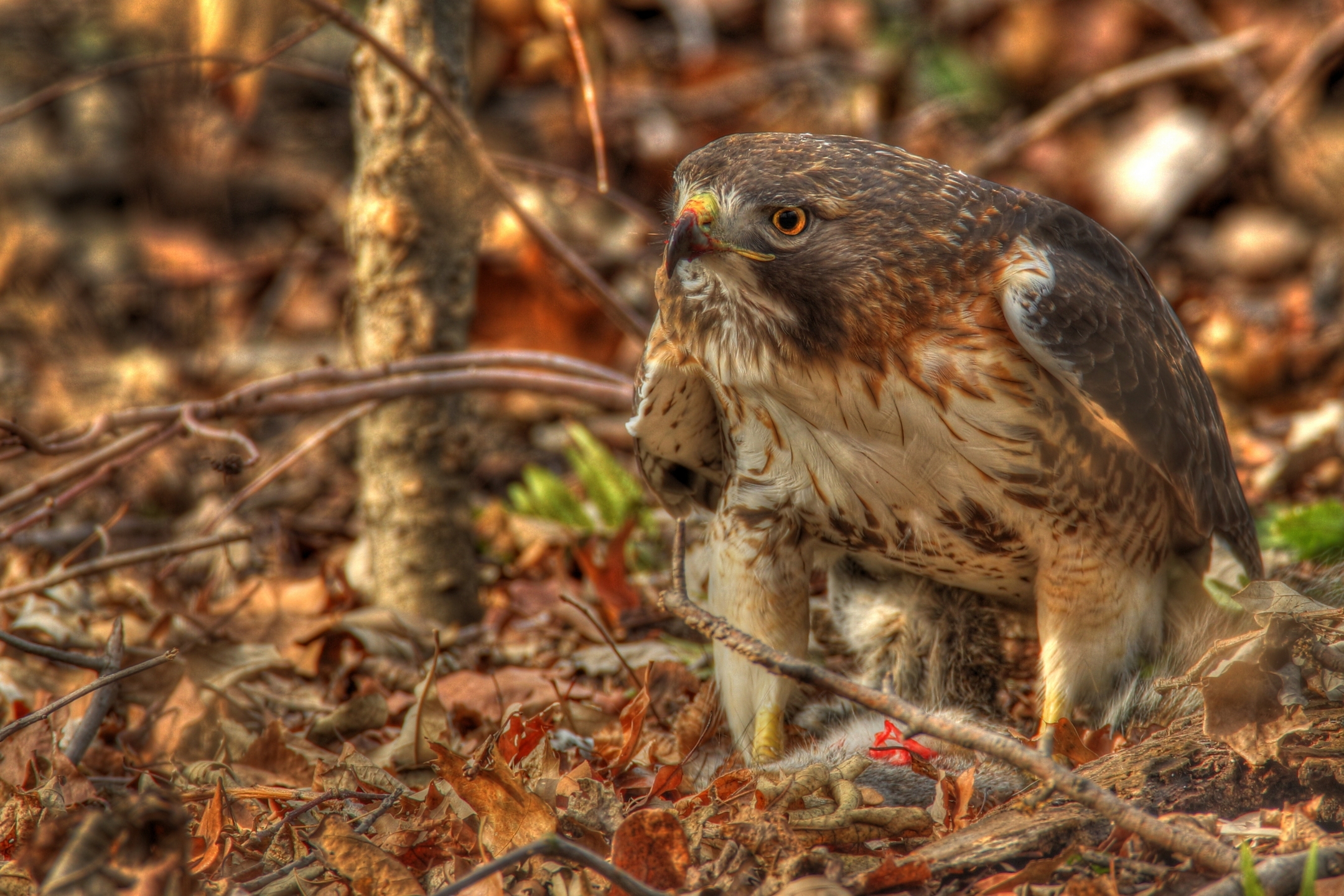 vertical wallpaper hdr, animals, leaves, predator, hawk, red tailed buzzard, red tailed saric