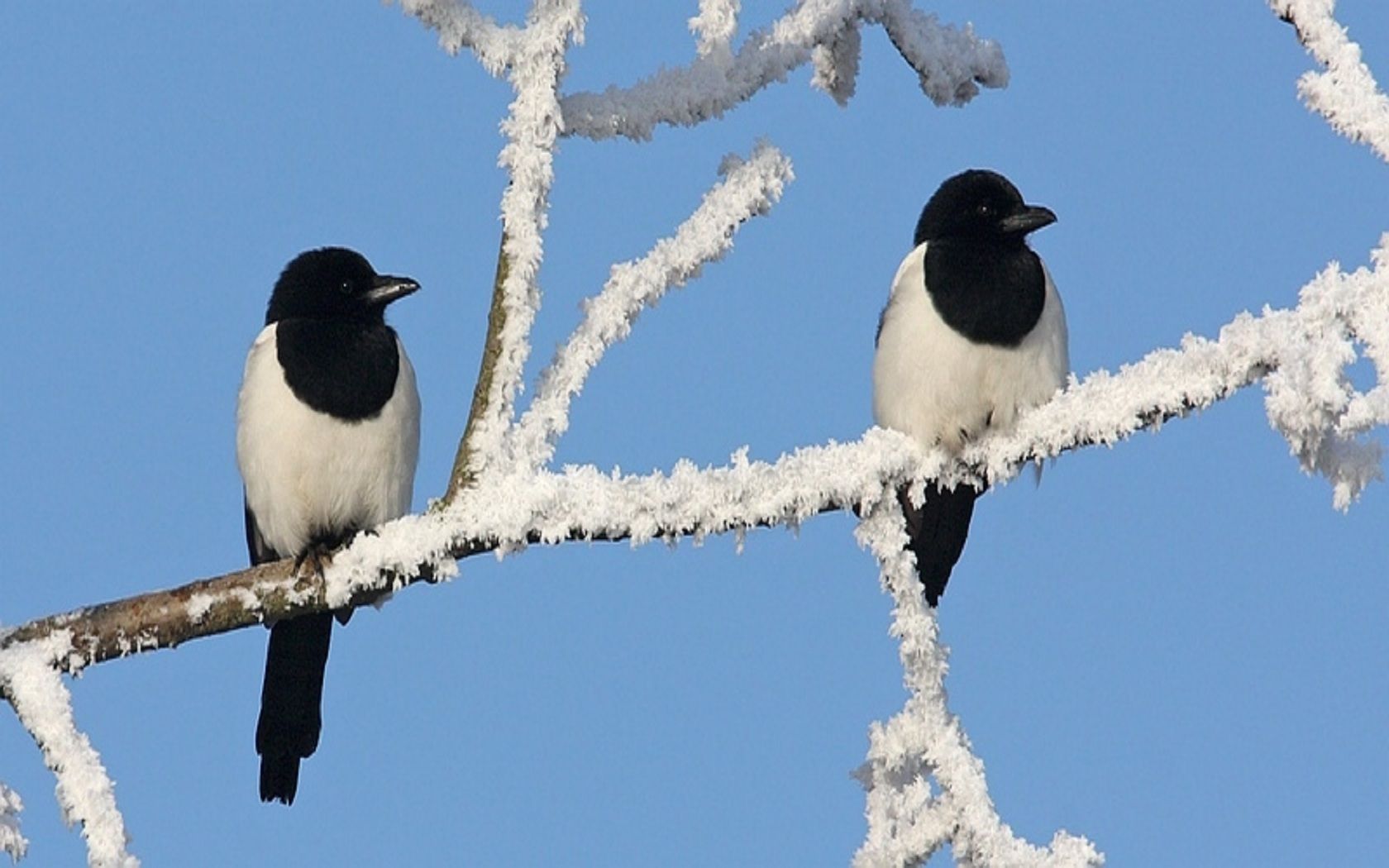 1502005 скачать картинку сорока, животные, птица, ответвляться, снег - обои и заставки бесплатно