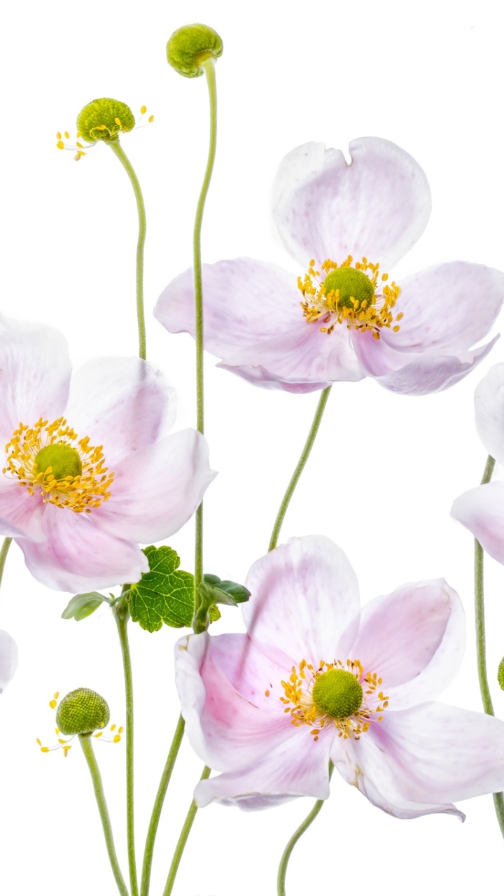 Handy-Wallpaper Blumen, Blume, Erde/natur, Pinke Blume, Windröschen kostenlos herunterladen.