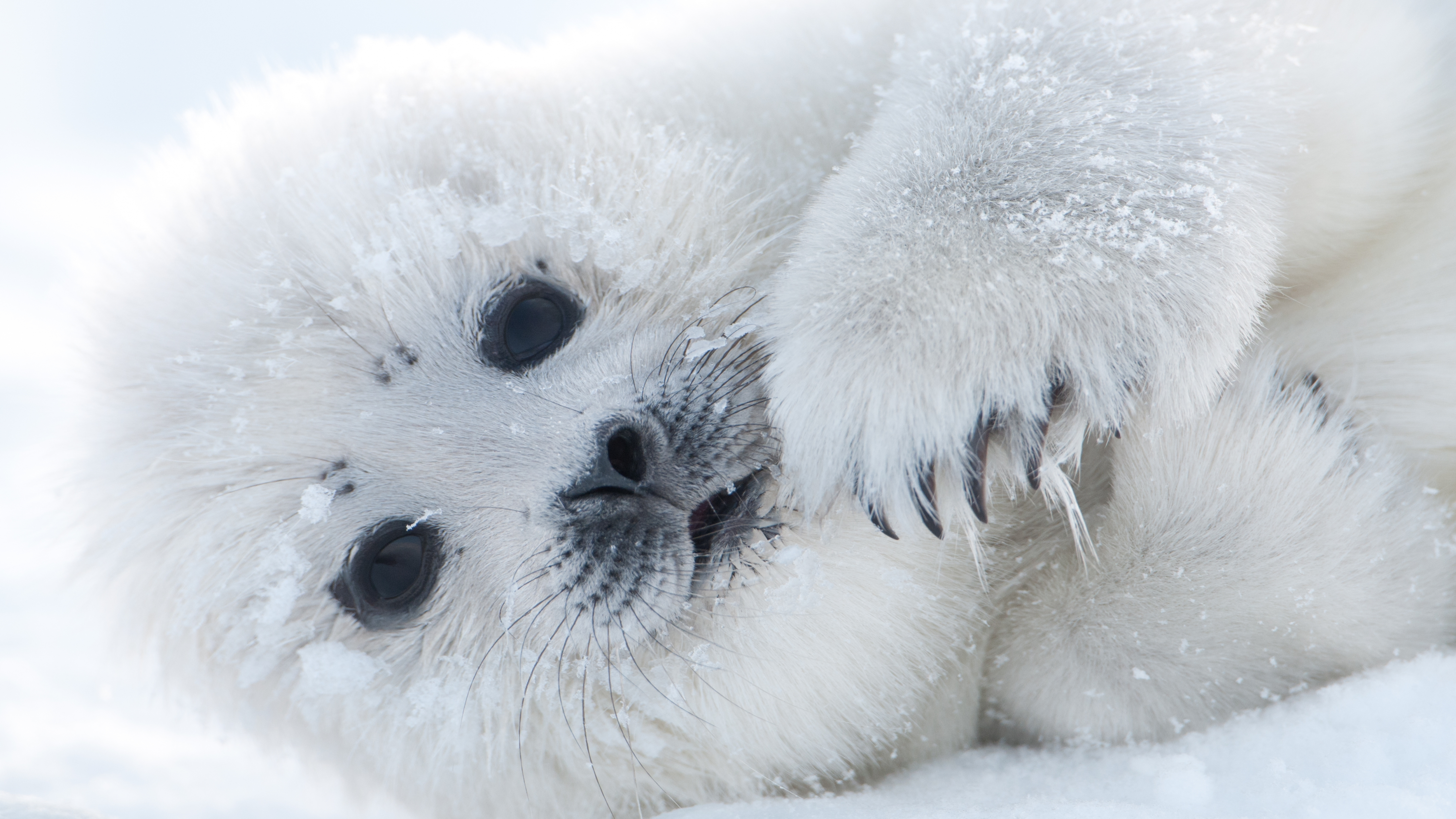 Download mobile wallpaper Seals, Animal, Seal, Baby Animal for free.