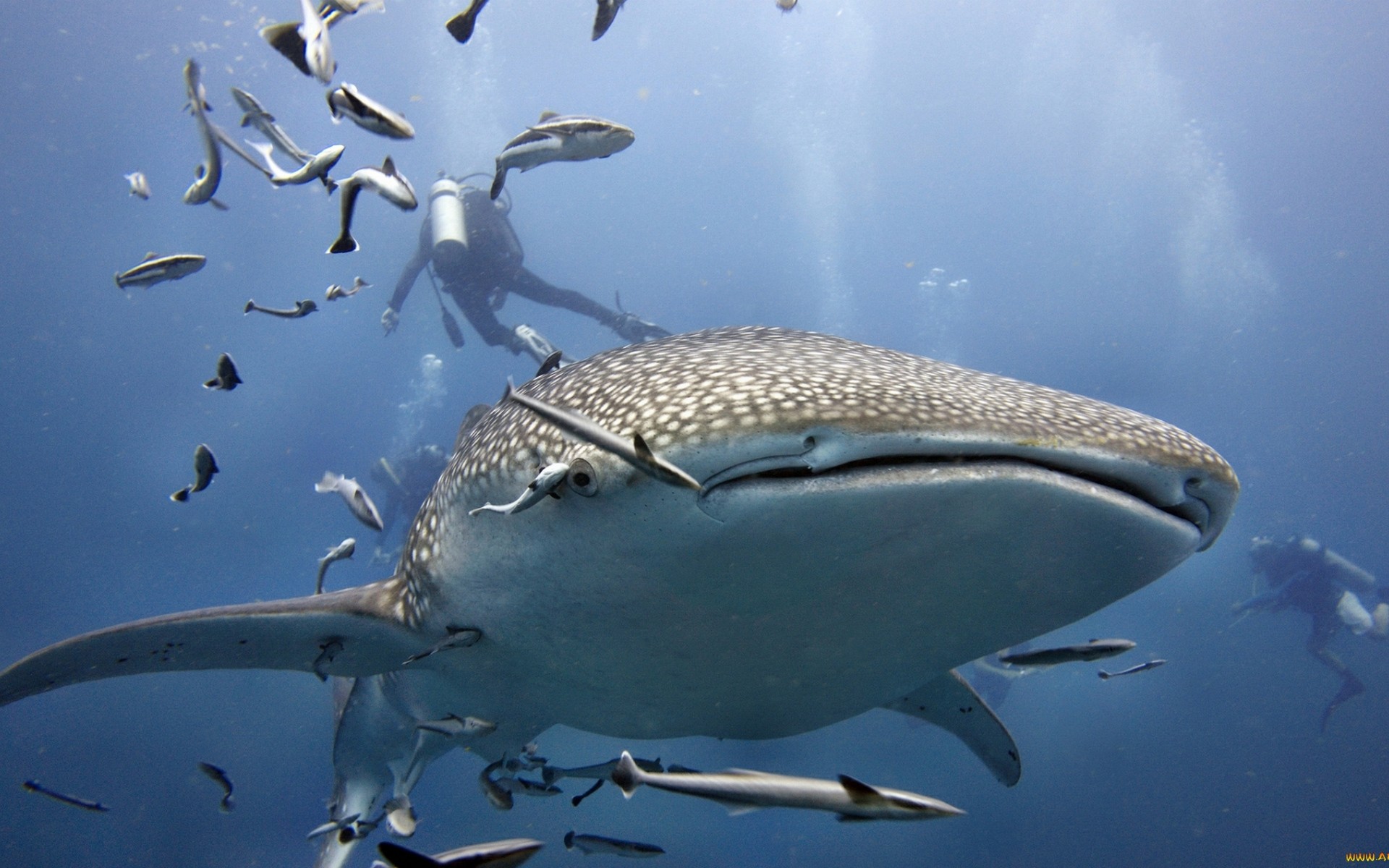 388346壁紙のダウンロード動物, ジンベイザメ, ダイバー, 魚, スキューバダイバー, サメ-スクリーンセーバーと写真を無料で