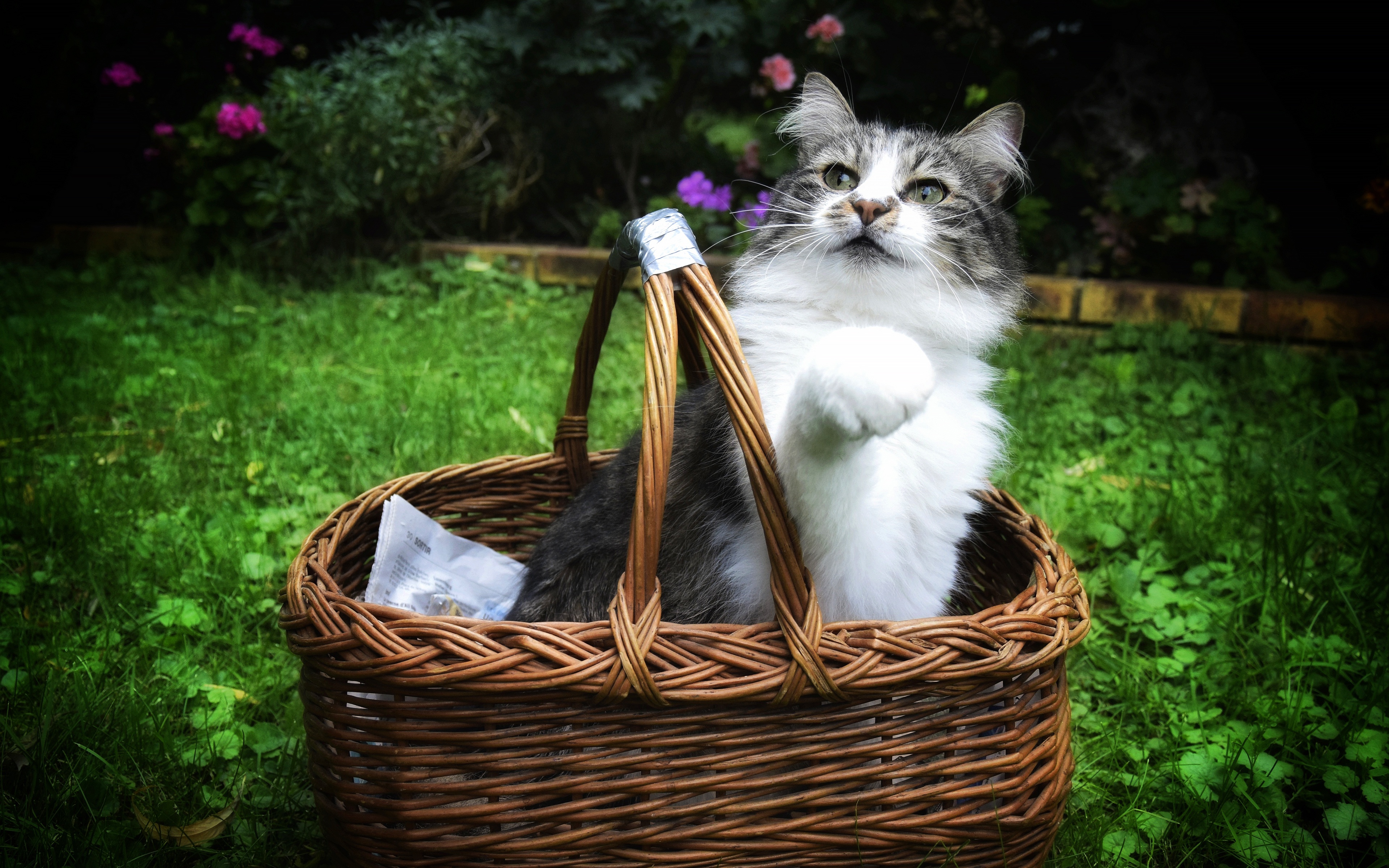 Baixe gratuitamente a imagem Animais, Gatos, Gato na área de trabalho do seu PC