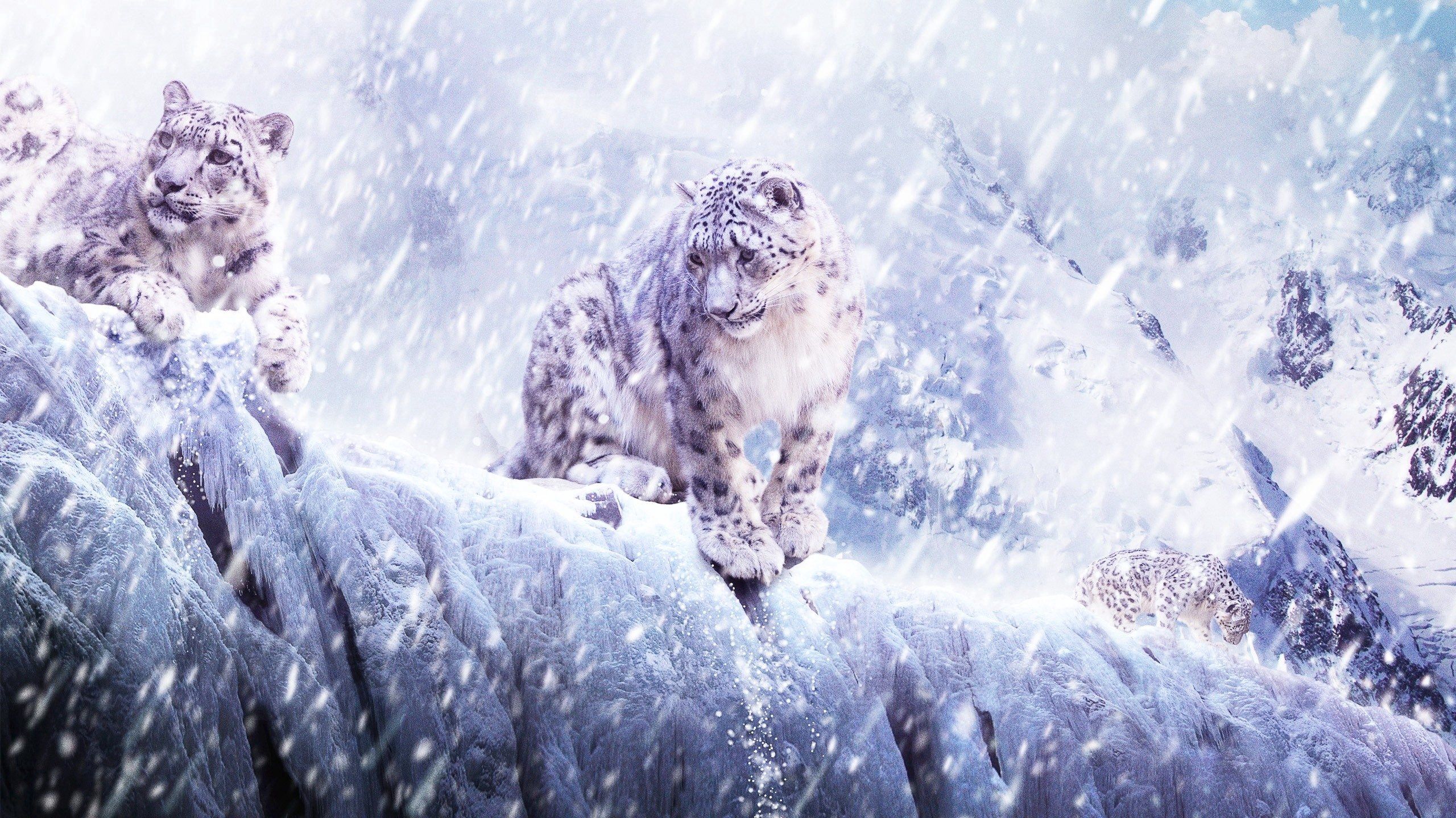 animals, snow, leopard, break, precipice, snowstorm