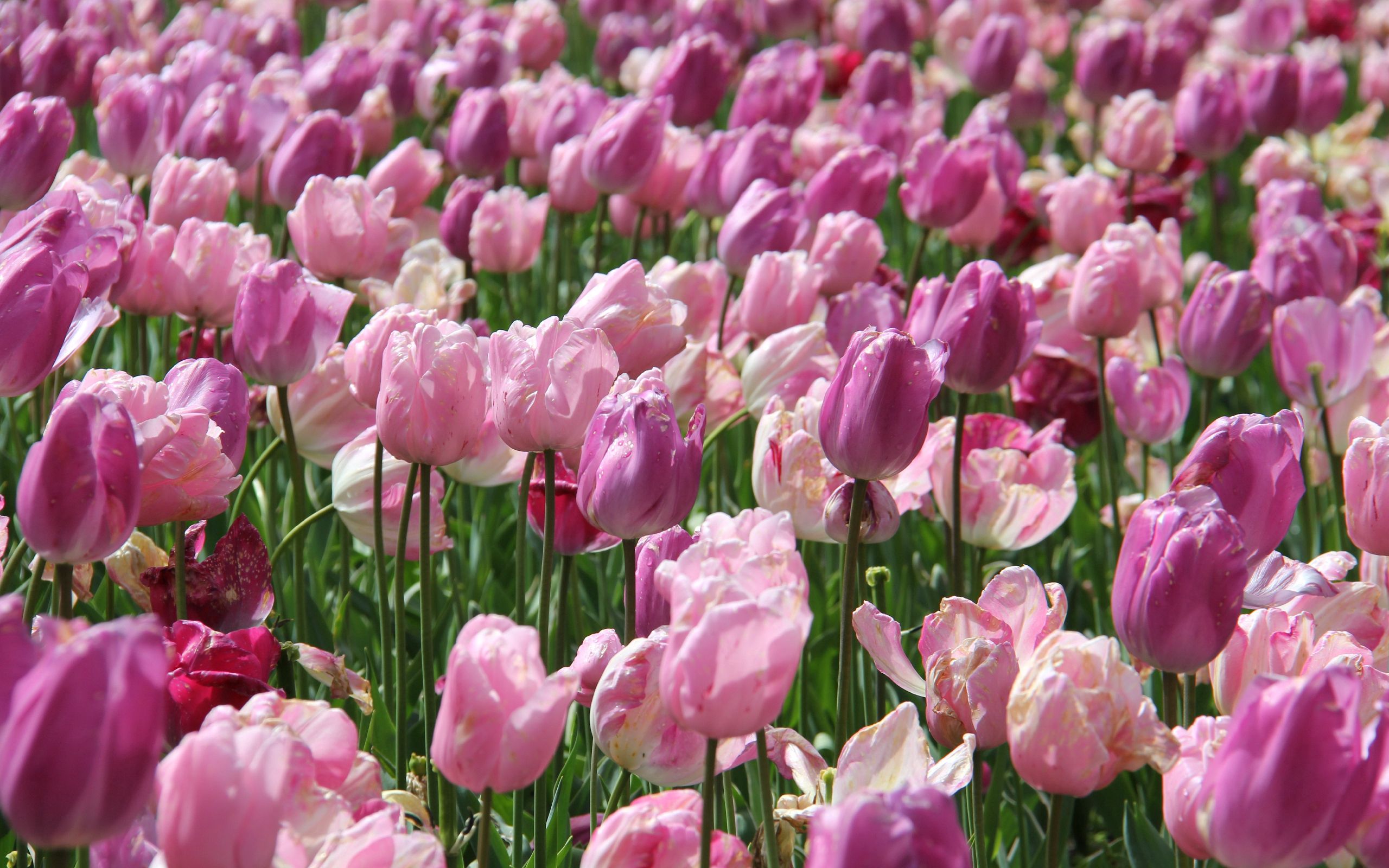 Завантажити шпалери безкоштовно Рожевий, Квіти, Тюльпани картинка на робочий стіл ПК