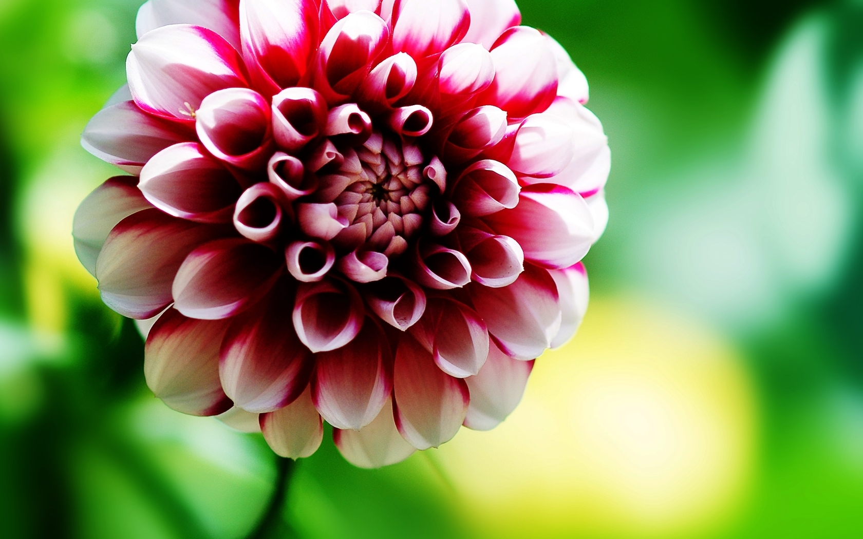 Download mobile wallpaper Dahlia, Flowers, Flower, Earth for free.