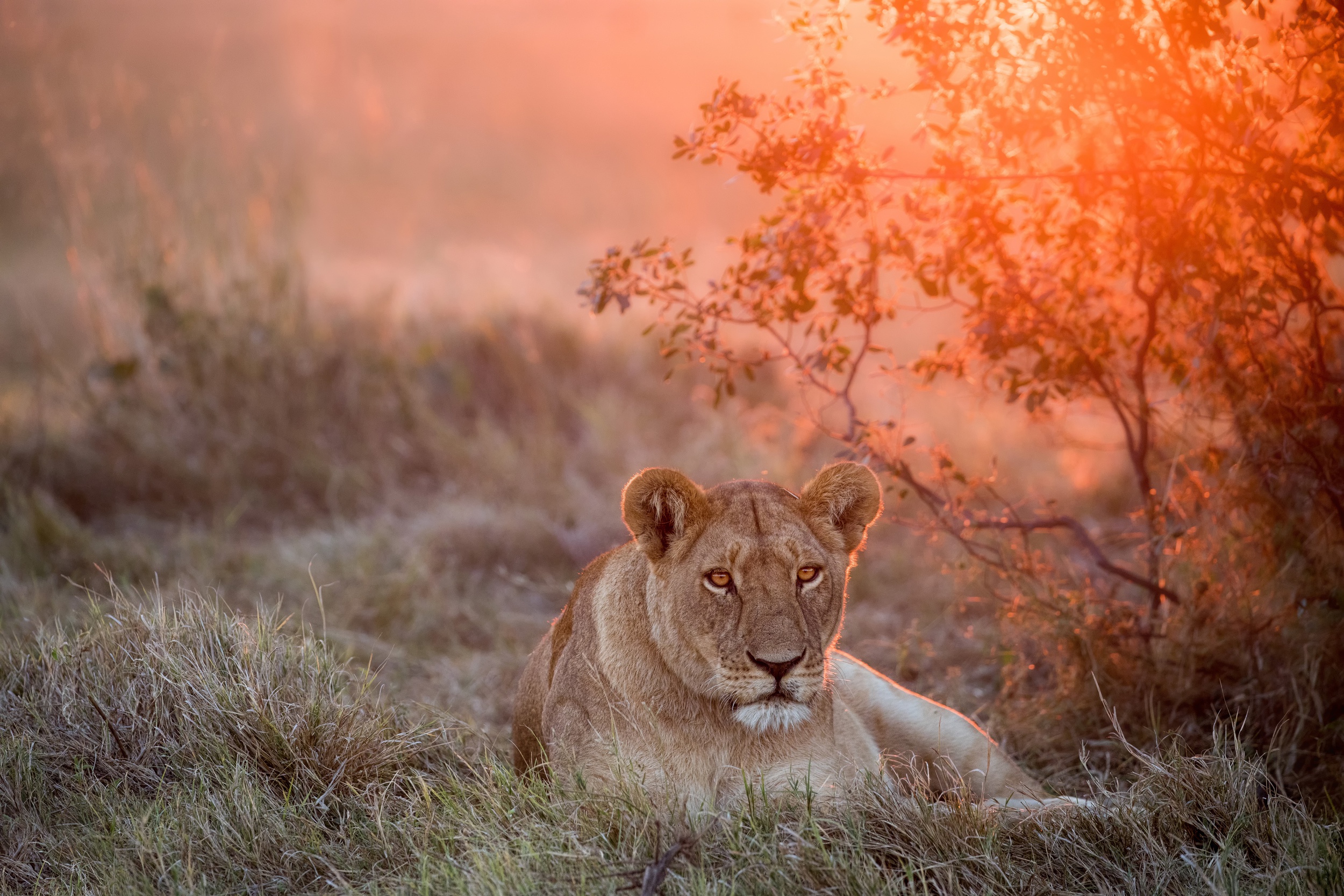 lioness, animal, lion, sunset, cats