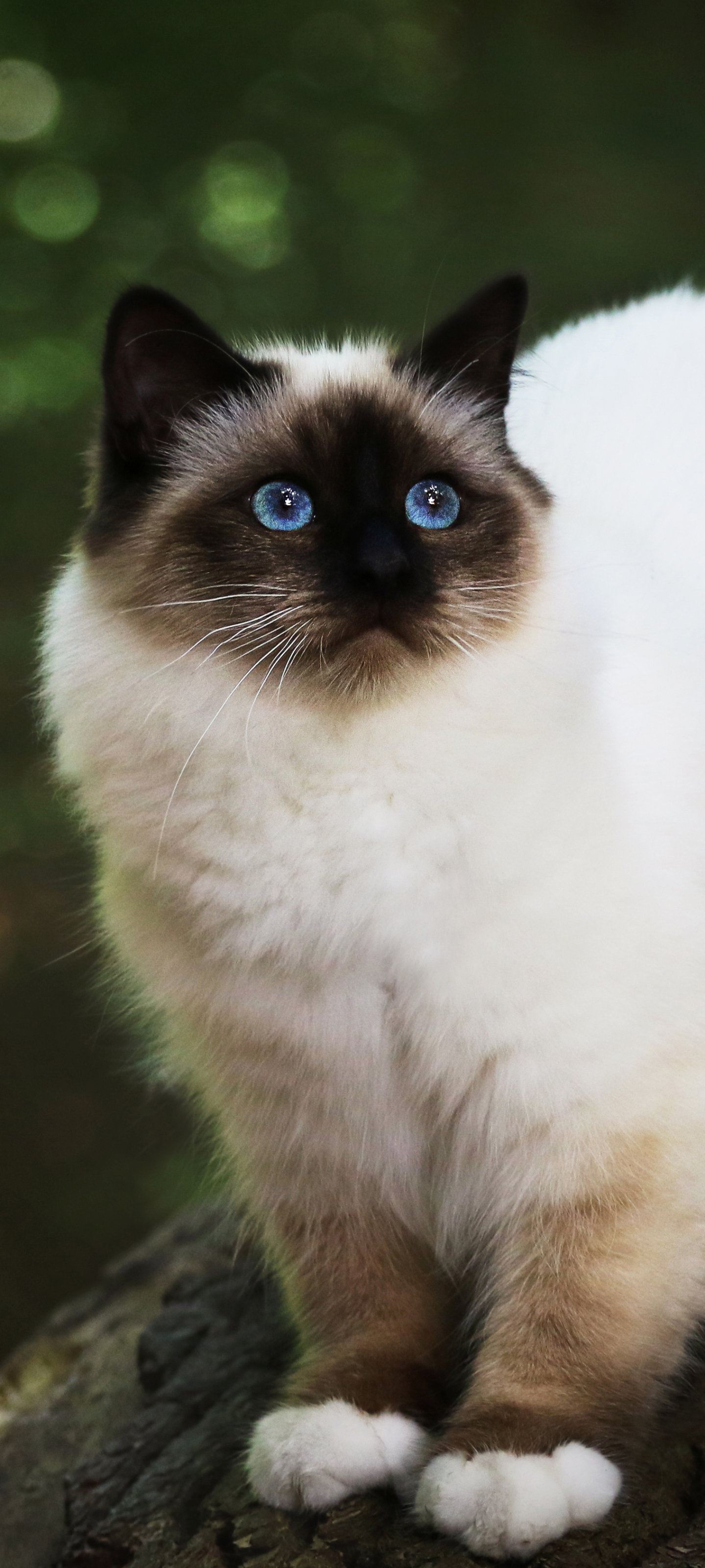 Laden Sie das Tiere, Katzen, Katze, Himalaya Katze-Bild kostenlos auf Ihren PC-Desktop herunter