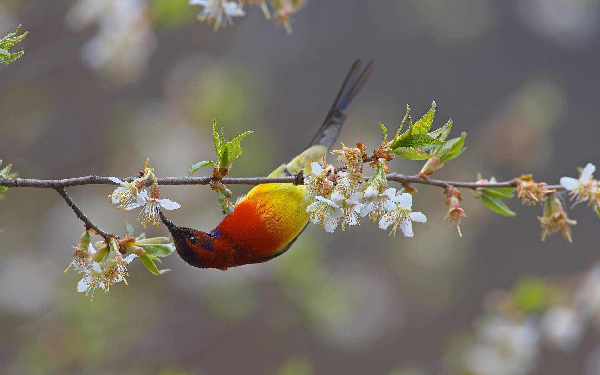 Download mobile wallpaper Birds, Bird, Animal, White Flower, Blossom, Sunbird for free.