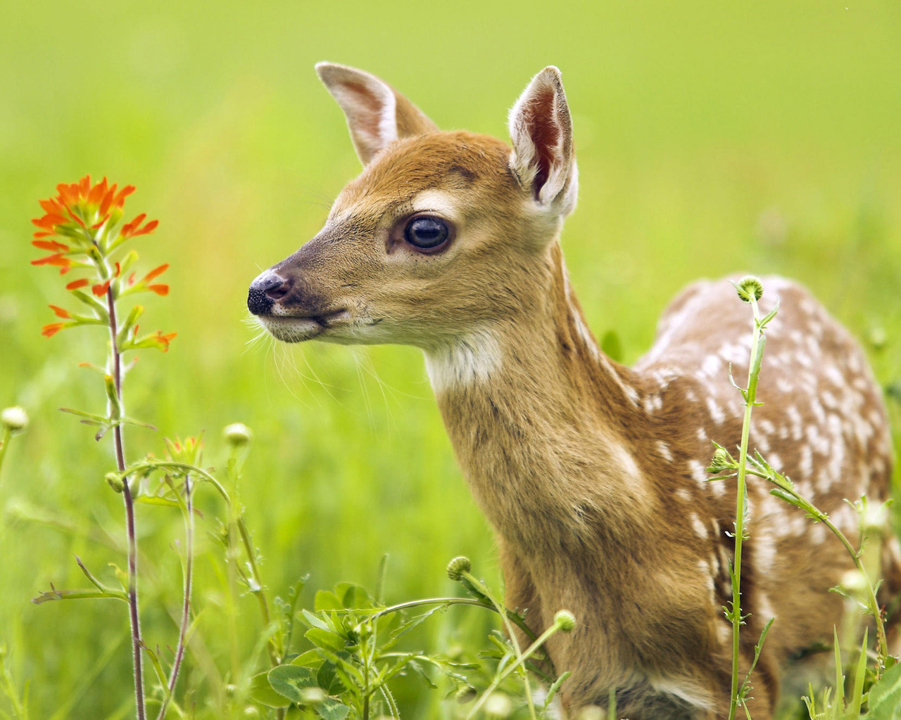 Handy-Wallpaper Tiere, Hirsch kostenlos herunterladen.