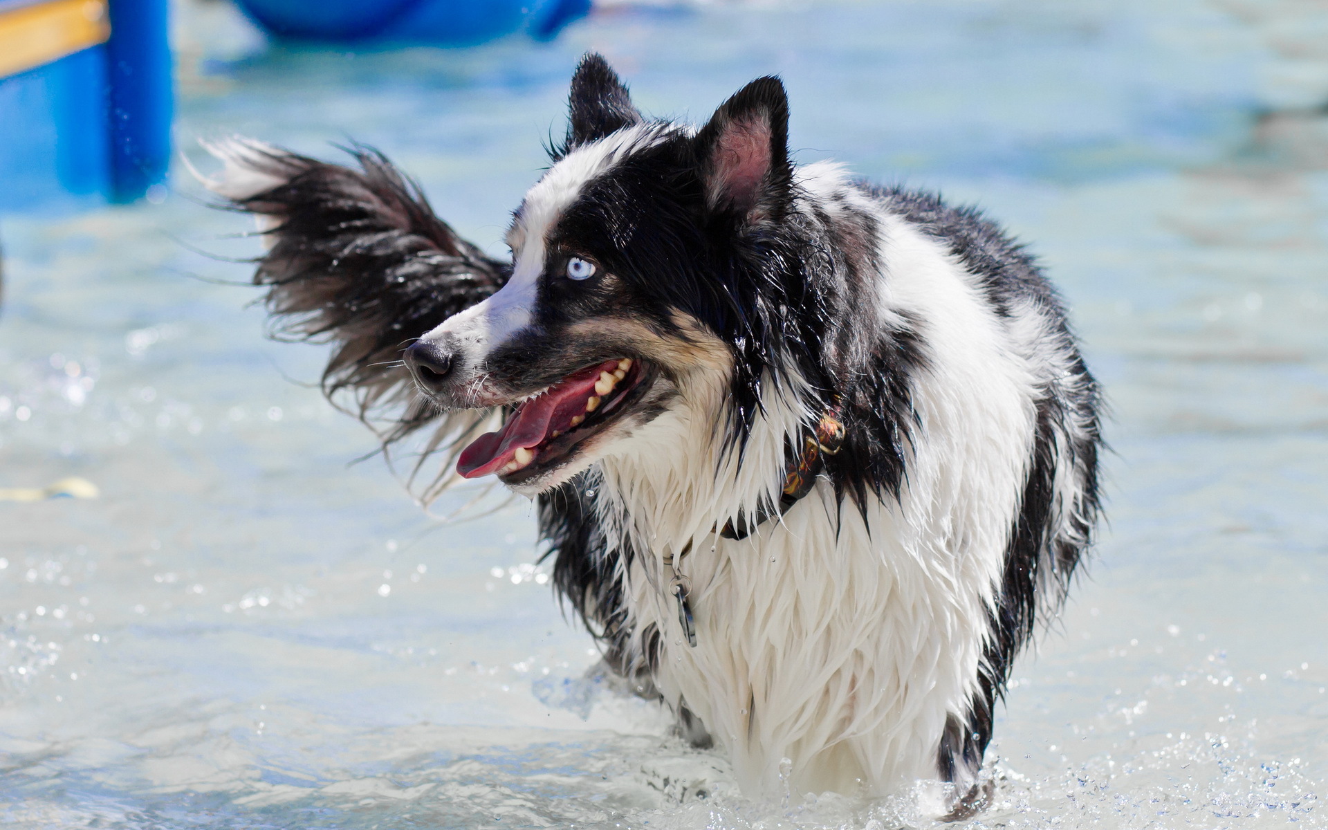 Handy-Wallpaper Hunde, Hund, Tiere kostenlos herunterladen.