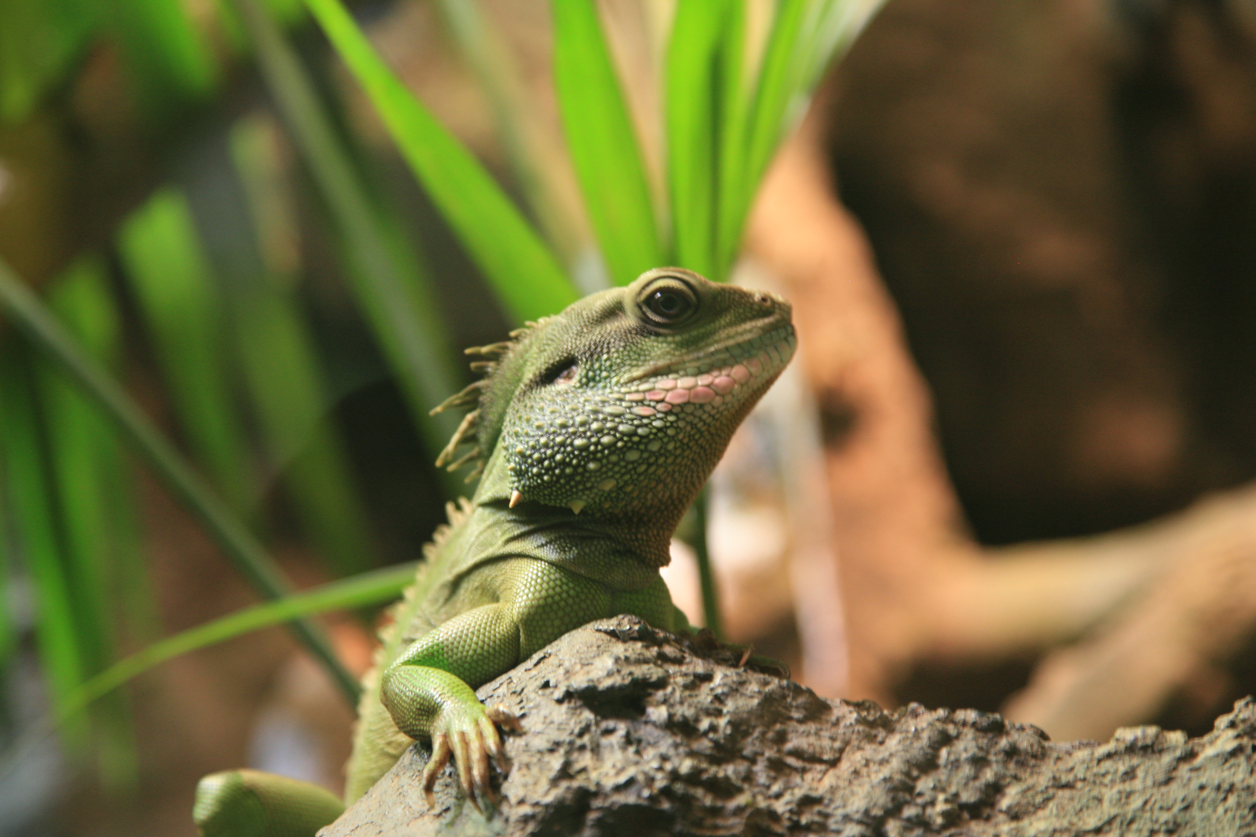 Free Images  Iguana