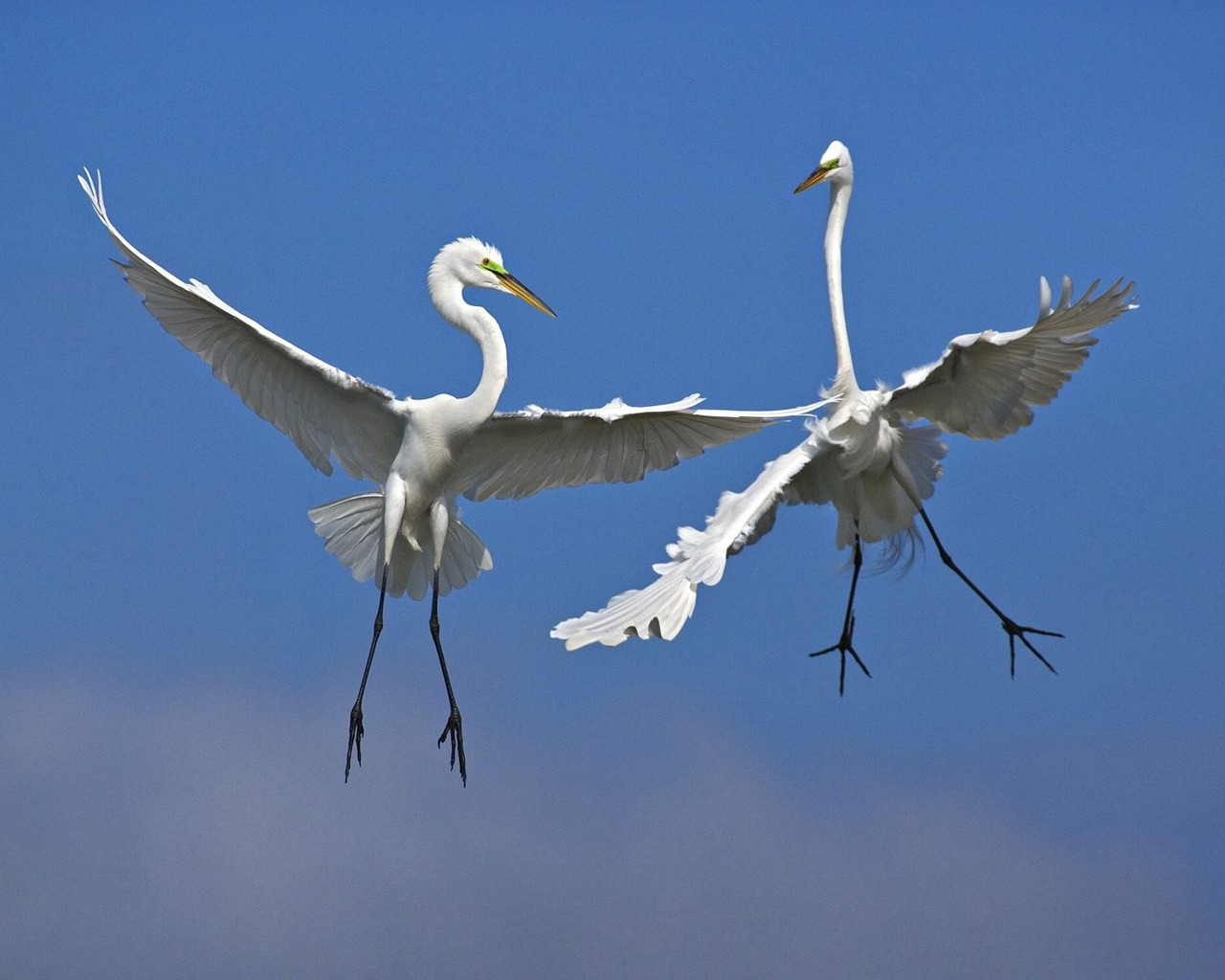 Laden Sie das Tiere, Vogel-Bild kostenlos auf Ihren PC-Desktop herunter