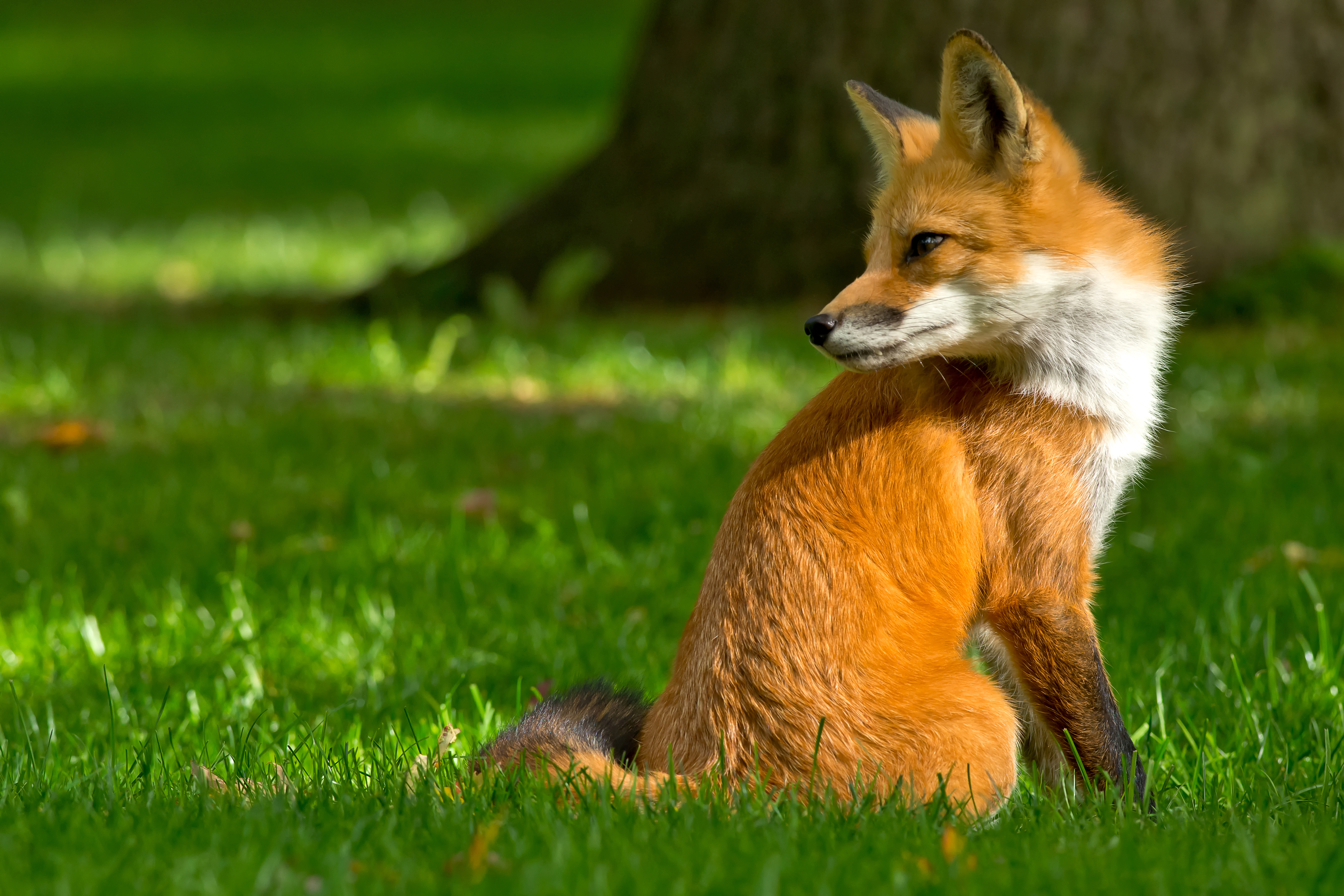 Download mobile wallpaper Grass, Fox, Animal for free.