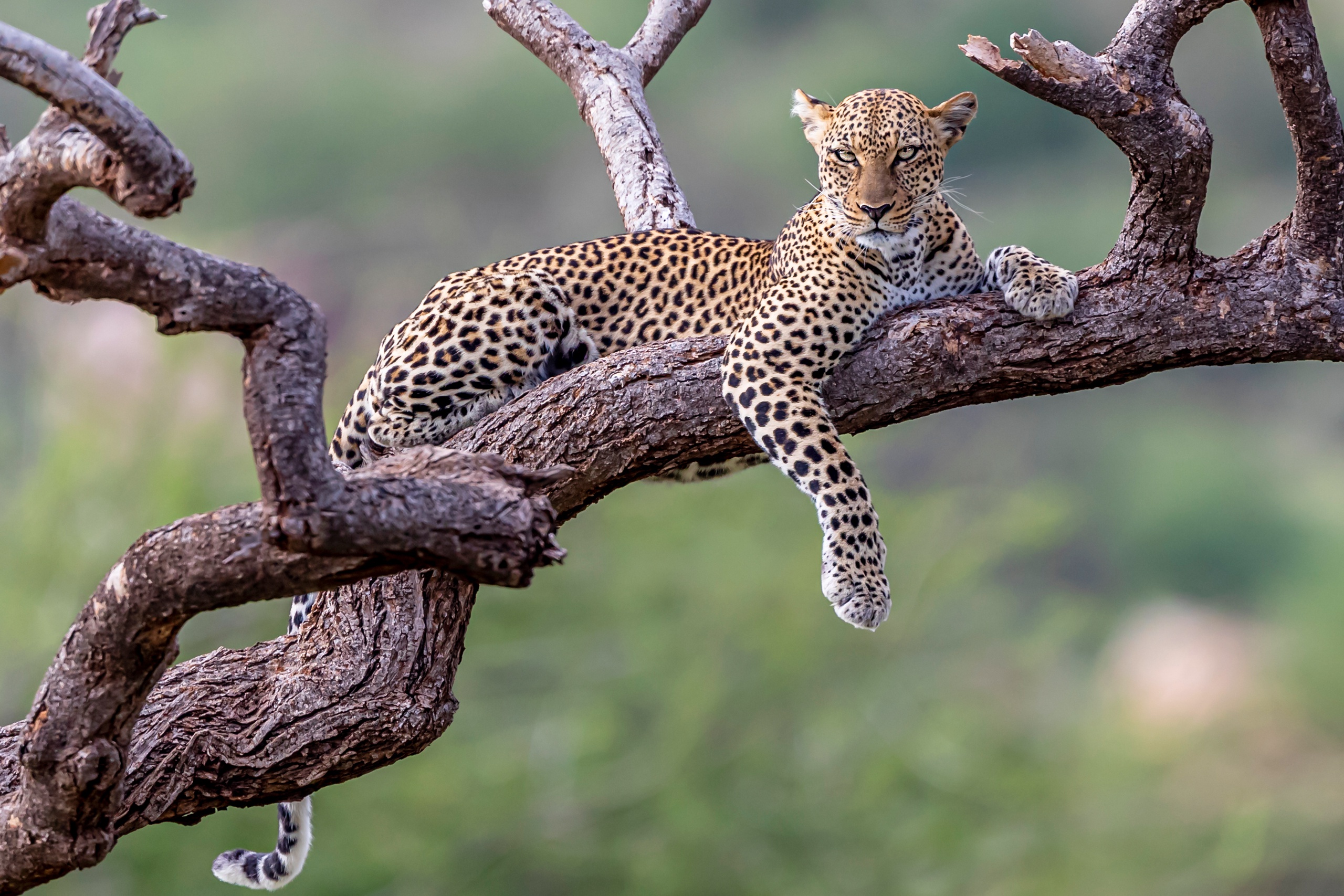 Free download wallpaper Cats, Leopard, Animal on your PC desktop