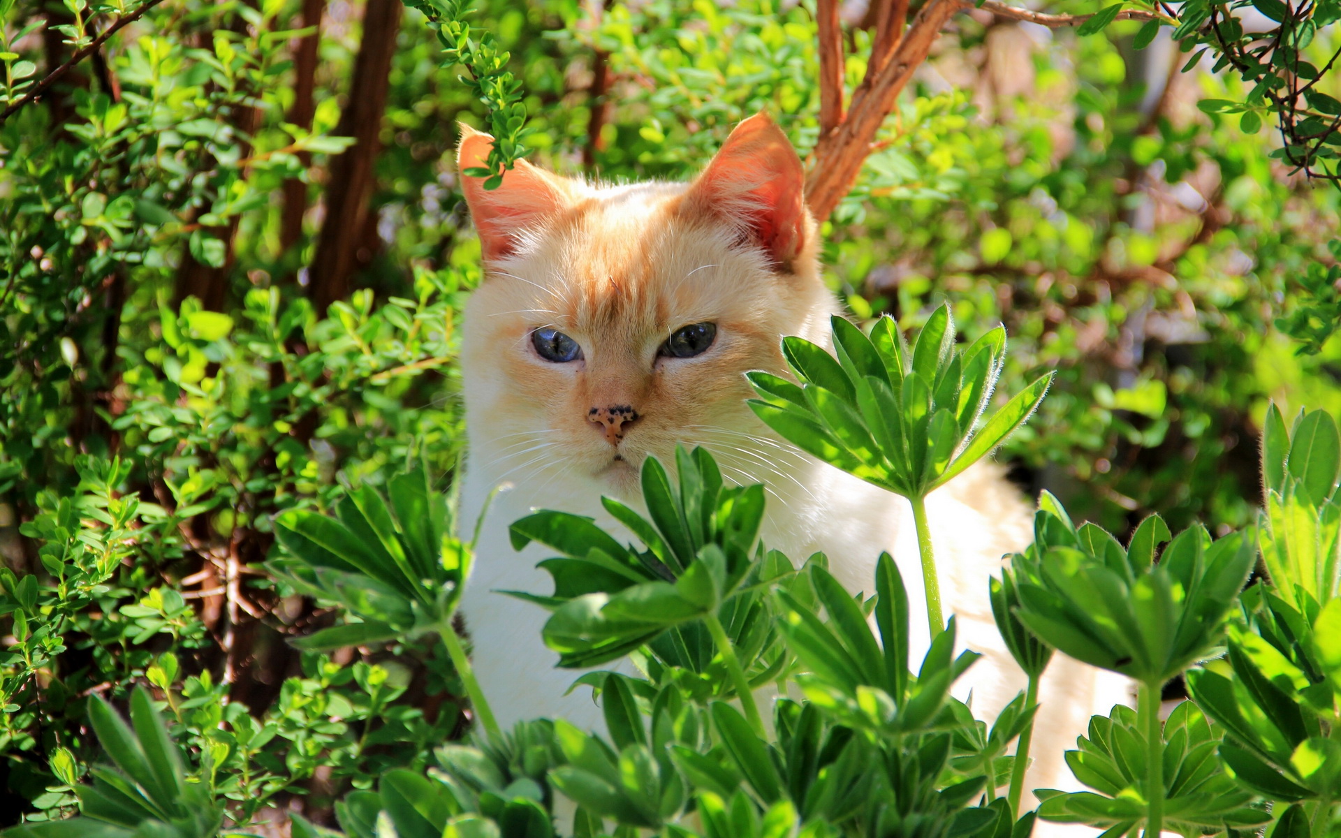 Baixe gratuitamente a imagem Animais, Gatos, Gato na área de trabalho do seu PC