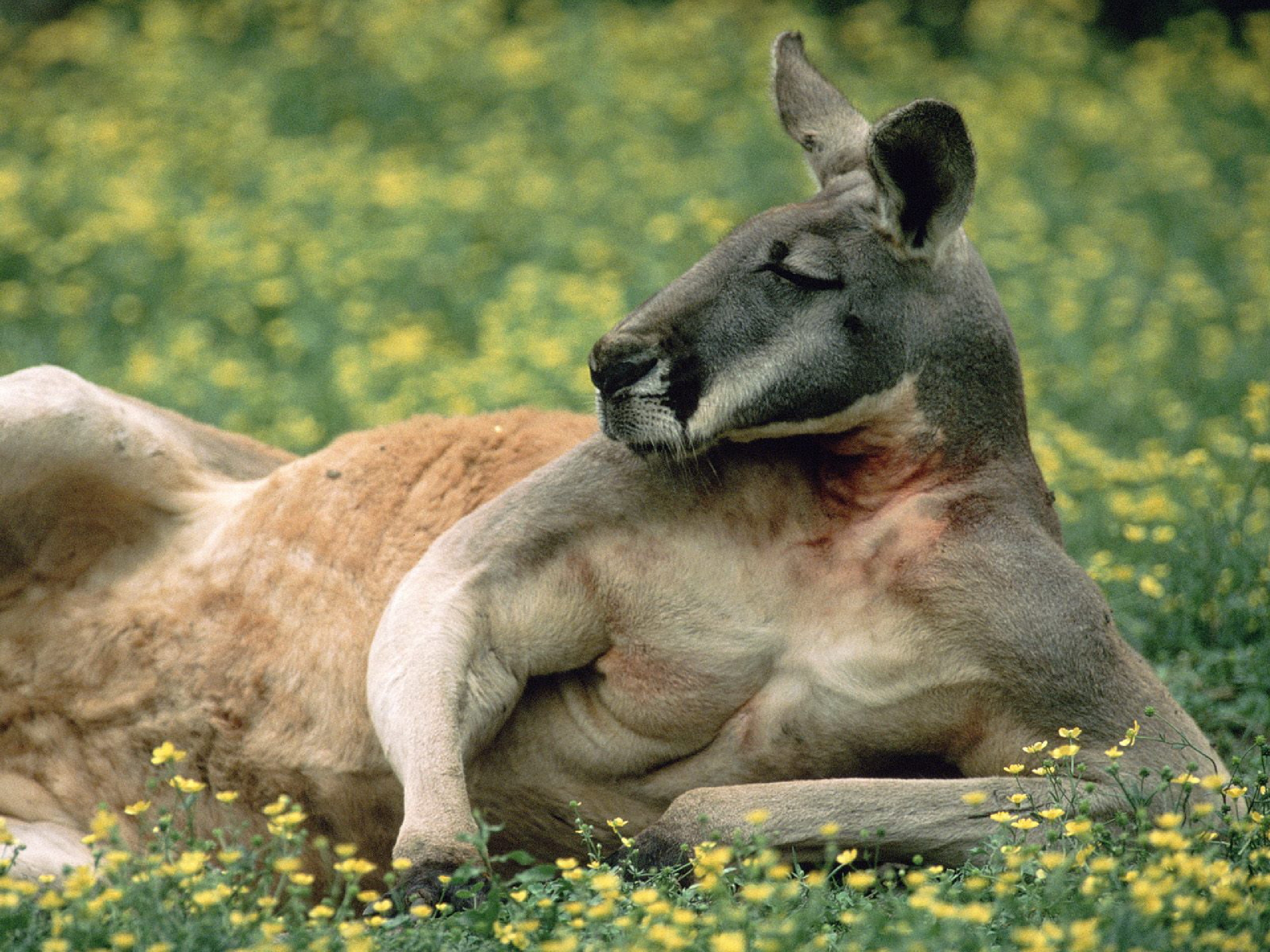 556933 Bild herunterladen tiere, känguru - Hintergrundbilder und Bildschirmschoner kostenlos