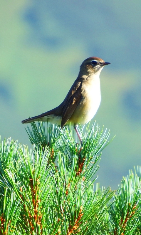 Baixar papel de parede para celular de Pássaro, Aves, Animais gratuito.