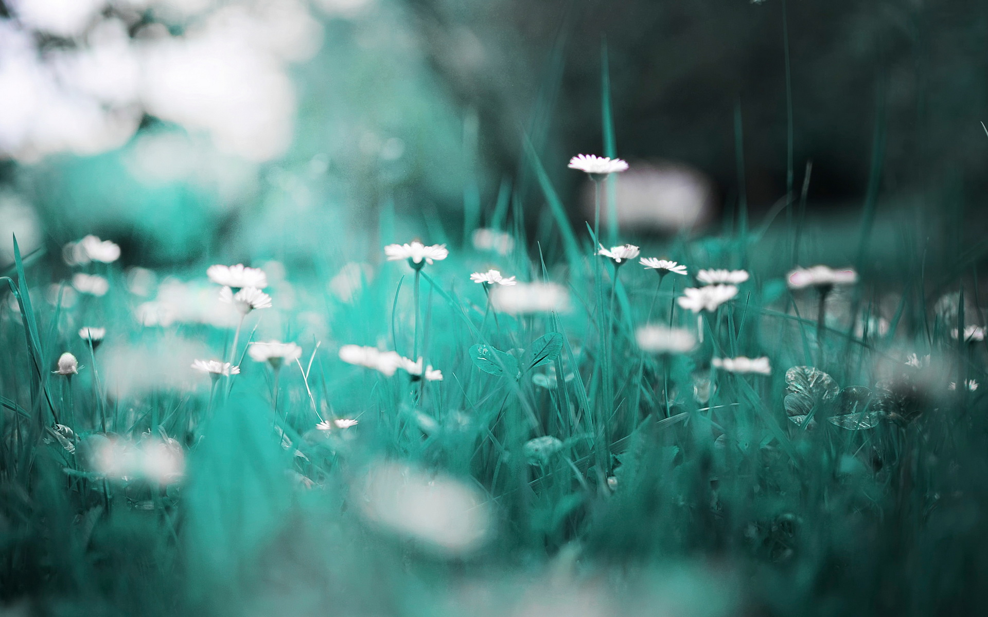 Free download wallpaper Flowers, Earth, Daisy on your PC desktop