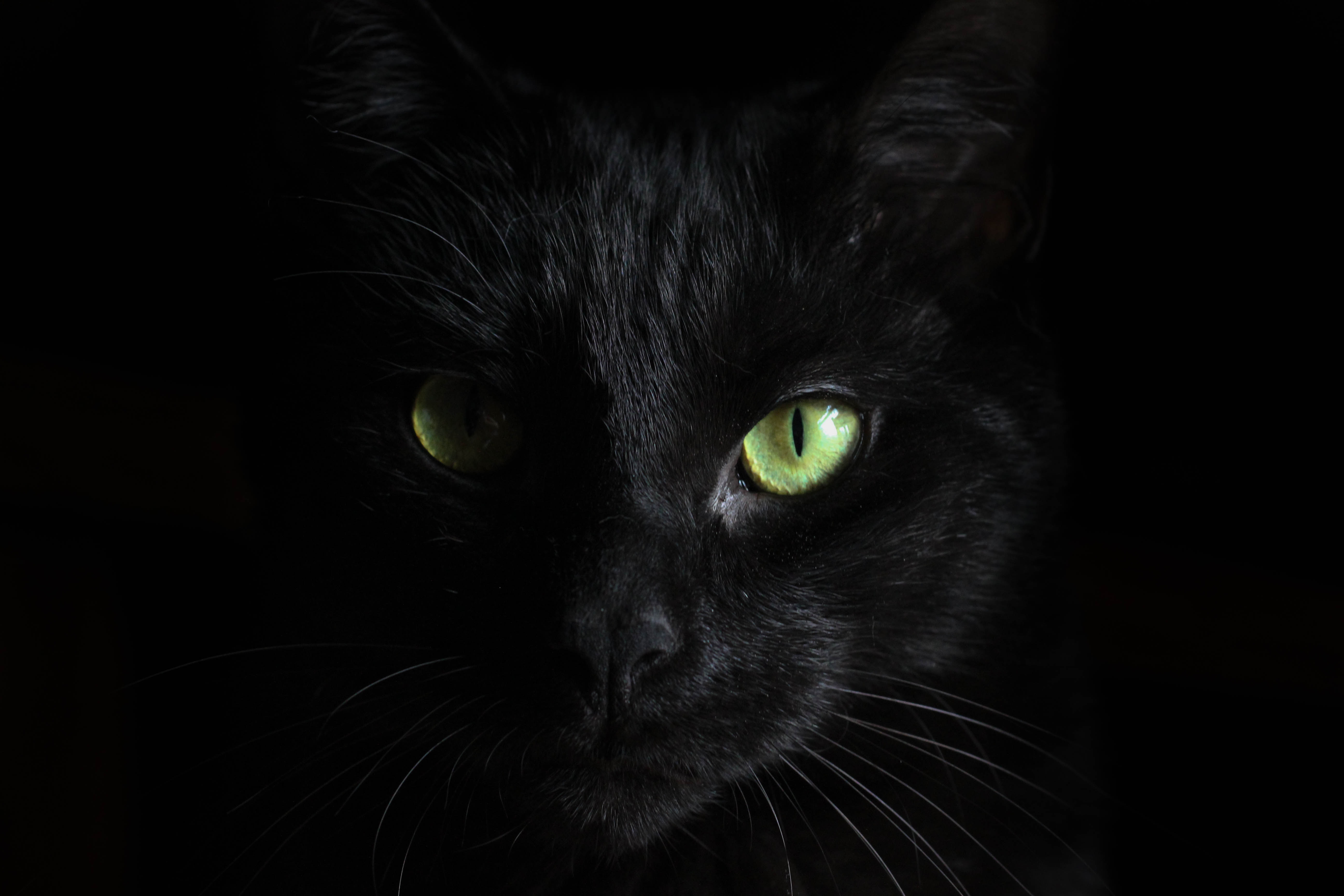 129478 descargar imagen animales, opinión, bozal, visión, gato negro: fondos de pantalla y protectores de pantalla gratis