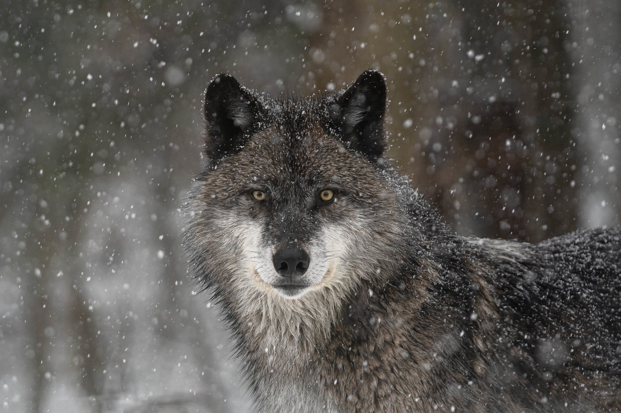 無料モバイル壁紙動物, オオカミ, 狼, 降雪, 見詰めるをダウンロードします。