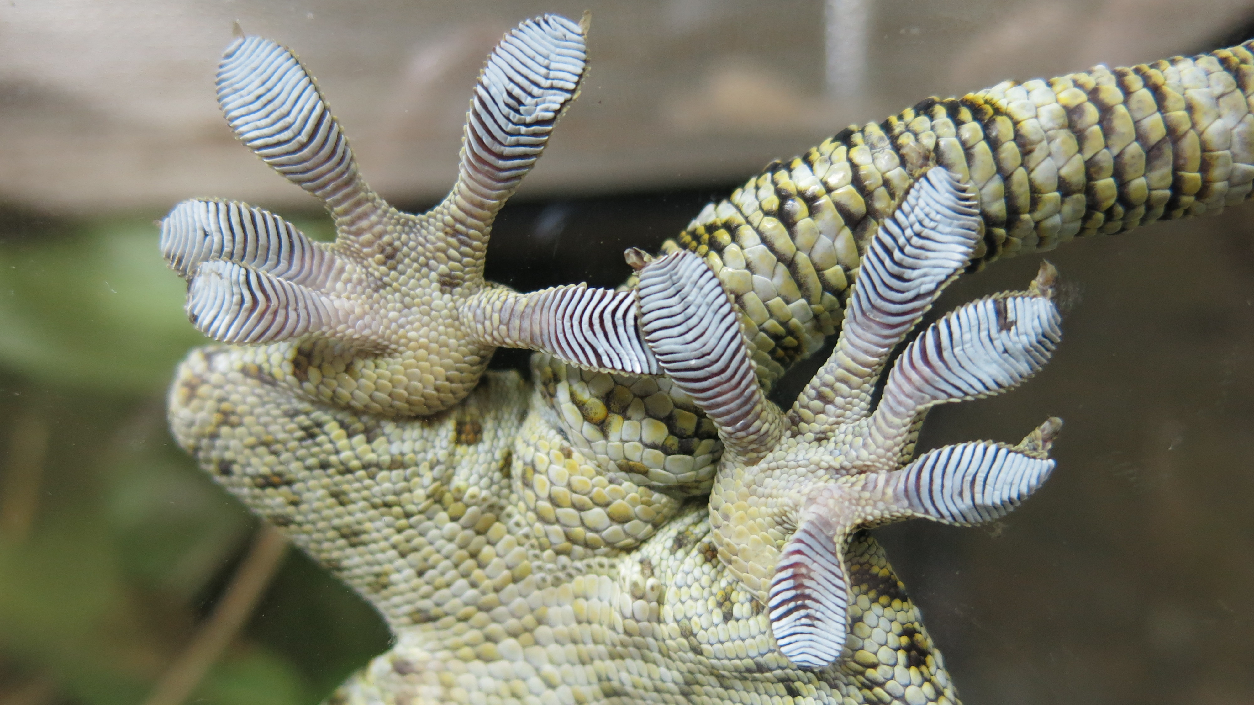 Handy-Wallpaper Gecko, Reptilien, Tiere kostenlos herunterladen.