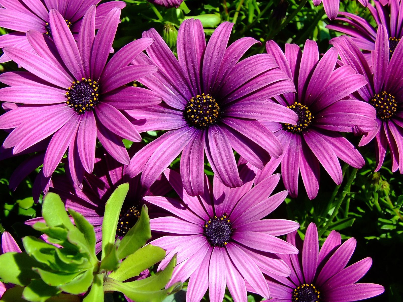 無料モバイル壁紙地球, デイジー, アフリカンデイジー, 紫色の花をダウンロードします。