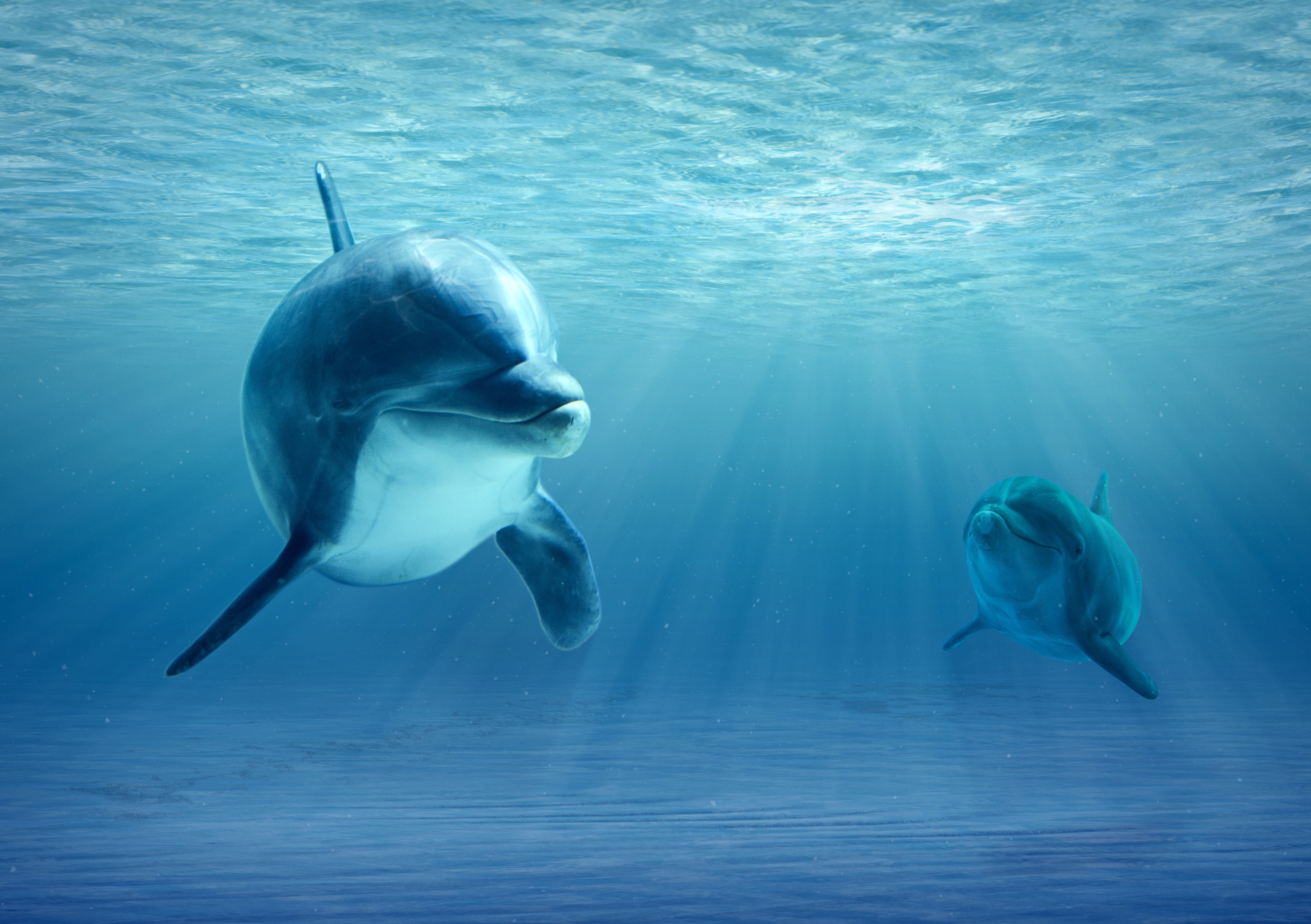 Скачать обои бесплатно Животные, Дельфин, Подводный, Солнечный Луч, Детеныш Животного, Морская Жизнь картинка на рабочий стол ПК