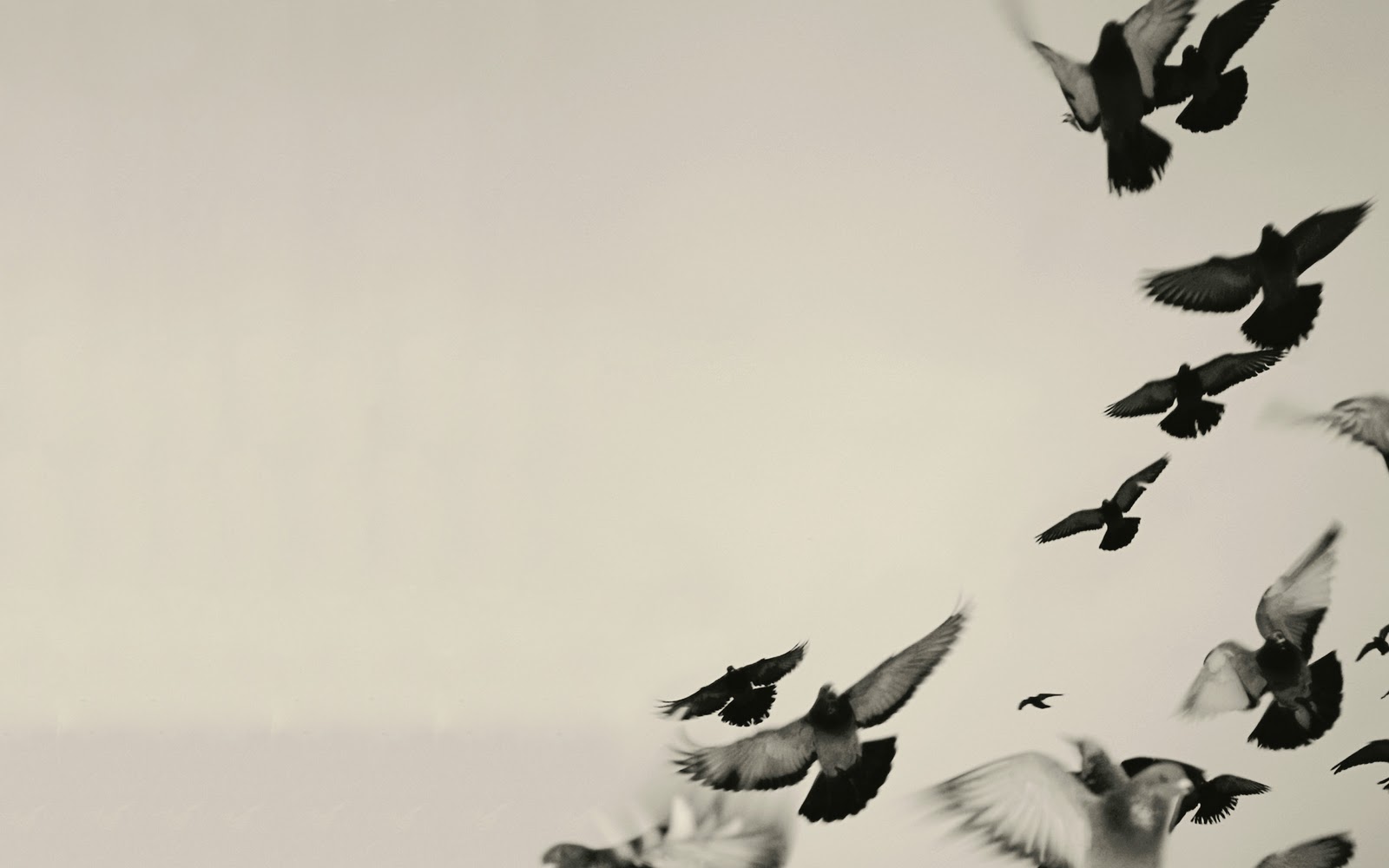 Download mobile wallpaper Black & White, Bird, Birds, Photography, Animal for free.