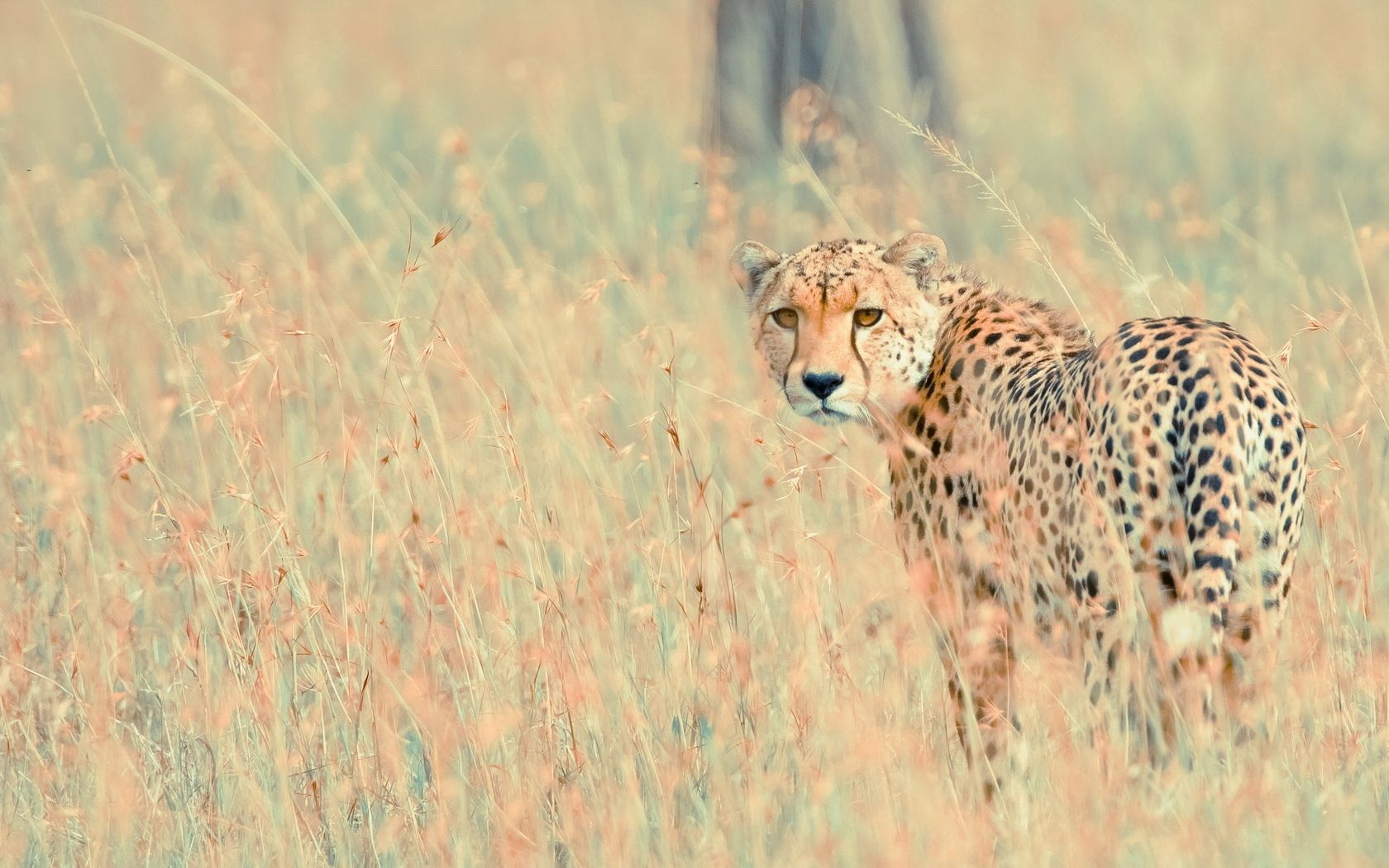 Descarga gratuita de fondo de pantalla para móvil de Animales, Naturaleza, Leopardo, Fondo.