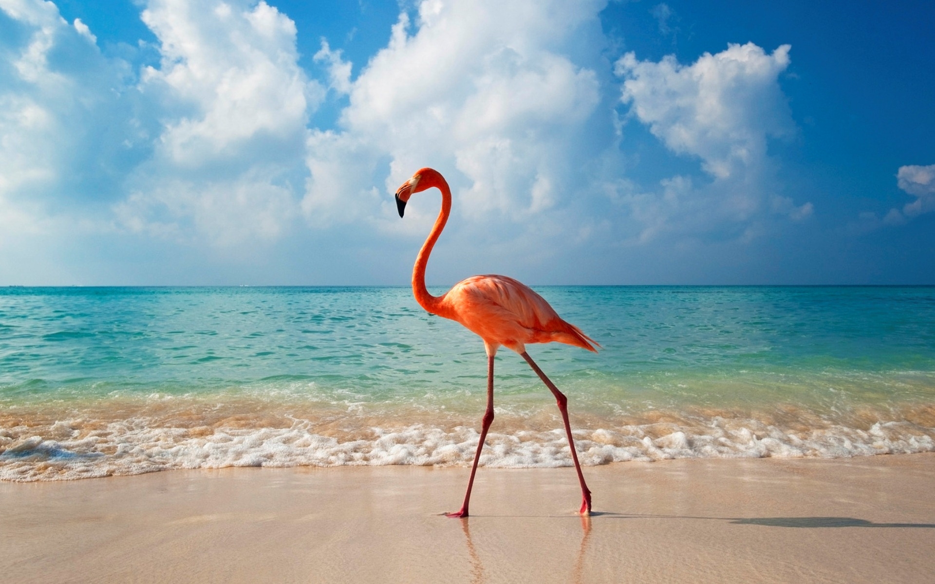 379522 скачать картинку пляж, фламинго, животные, океан, птицы, горизонт - обои и заставки бесплатно