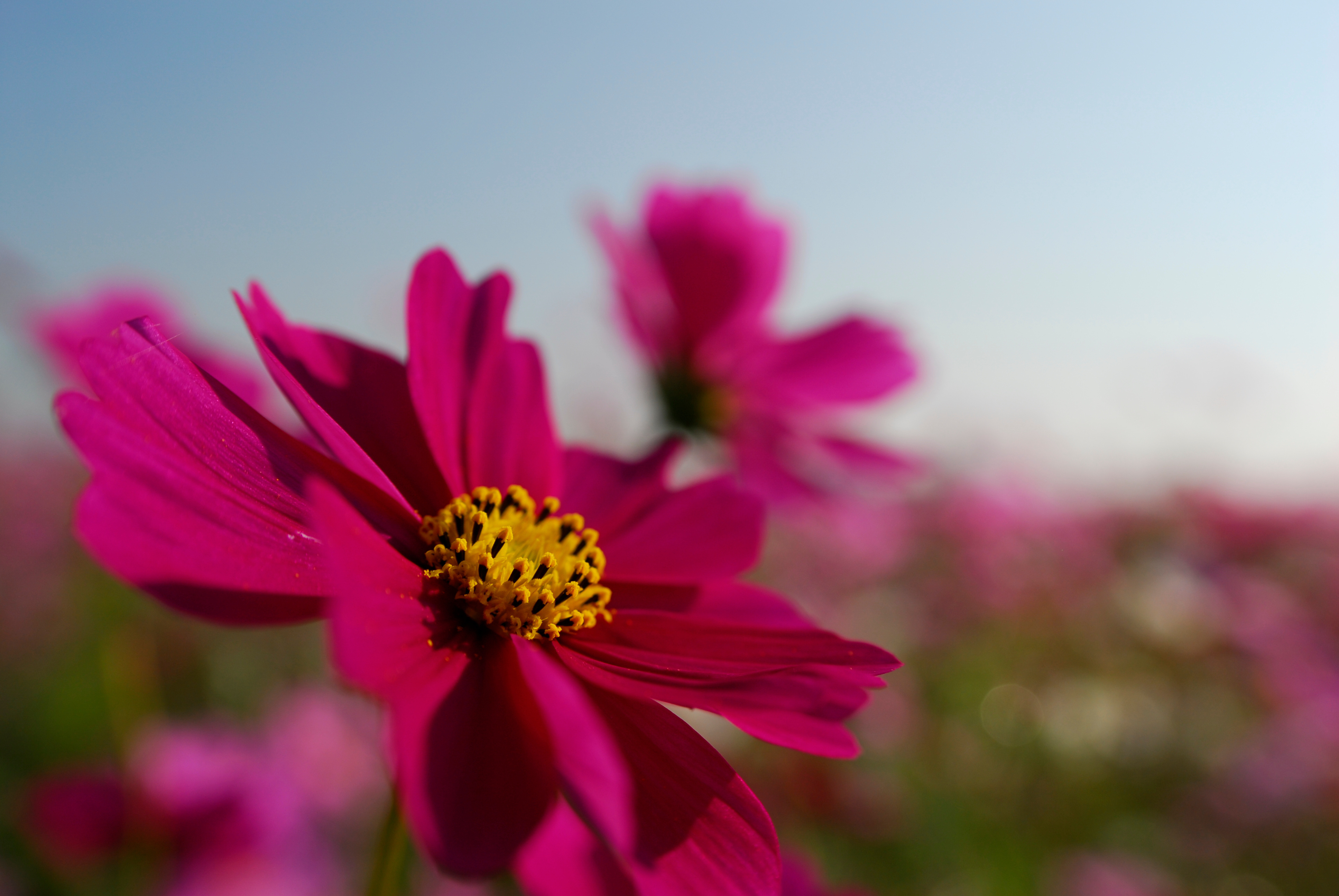 Descarga gratuita de fondo de pantalla para móvil de Flores, Flor, Tierra/naturaleza.