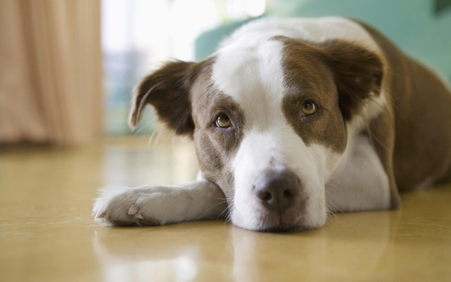 Handy-Wallpaper Tiere, Hunde, Hund kostenlos herunterladen.