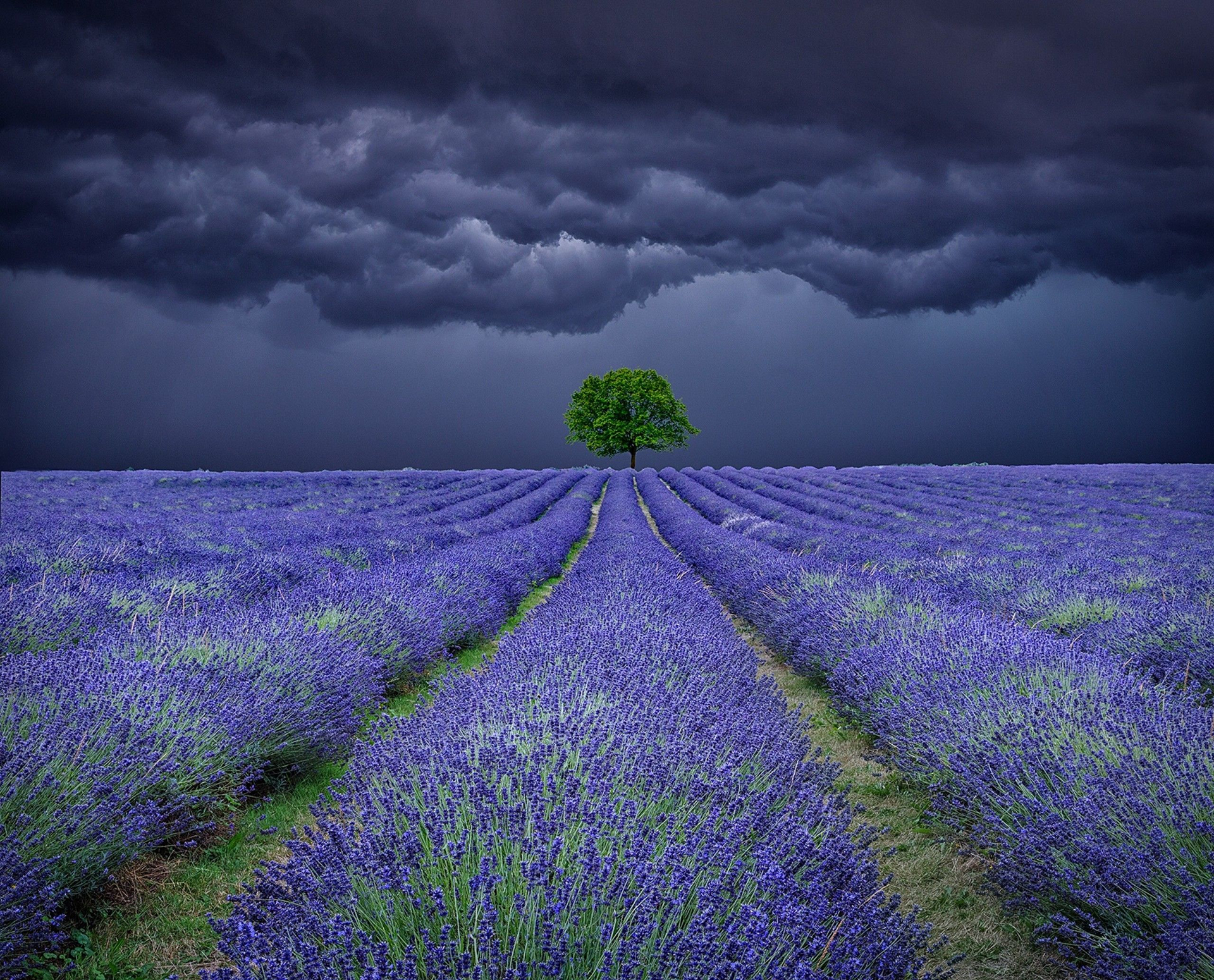 Download mobile wallpaper Flowers, Flower, Earth, Cloud, Lavender for free.
