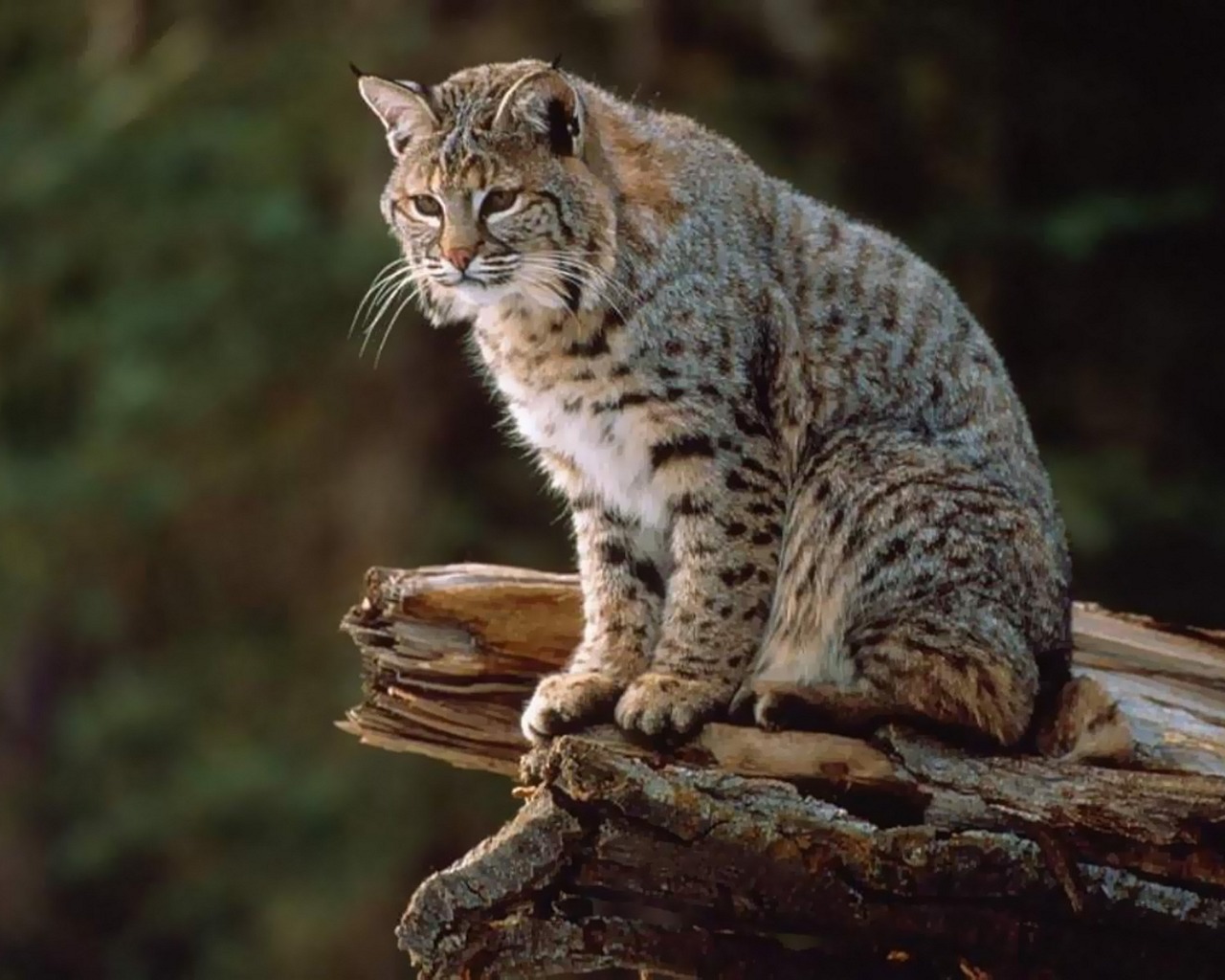 animal, lynx
