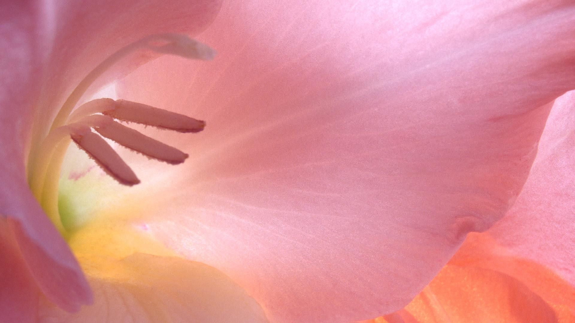 Laden Sie das Blume, Rosa, Makro, Staubblätter, Blütenblätter-Bild kostenlos auf Ihren PC-Desktop herunter